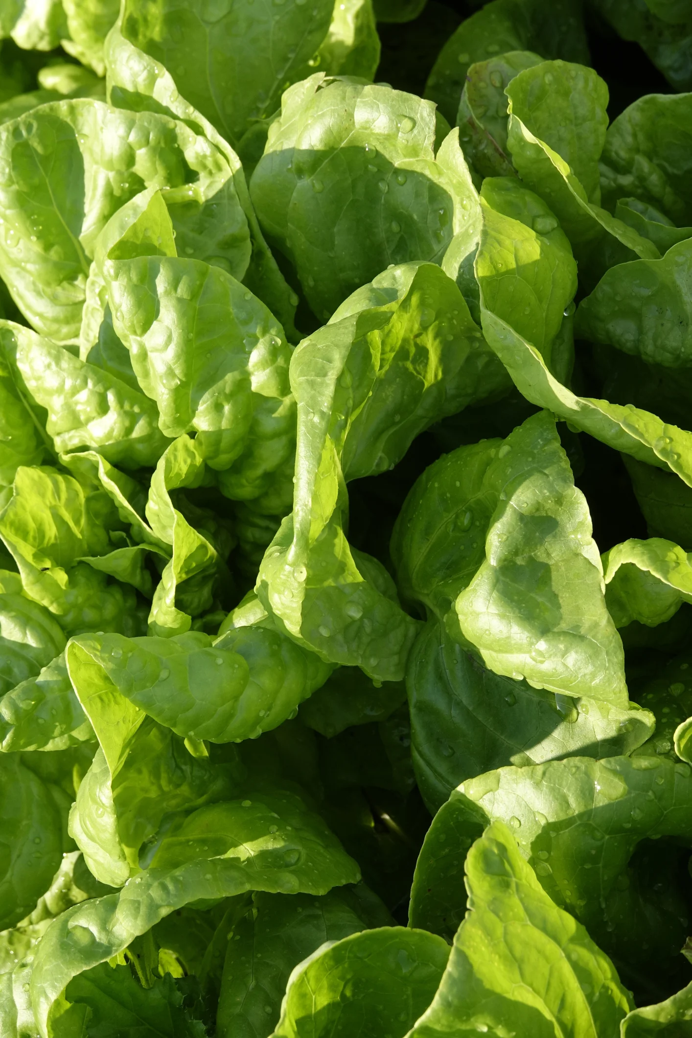 Confirman dos beneficios de las dietas veganas