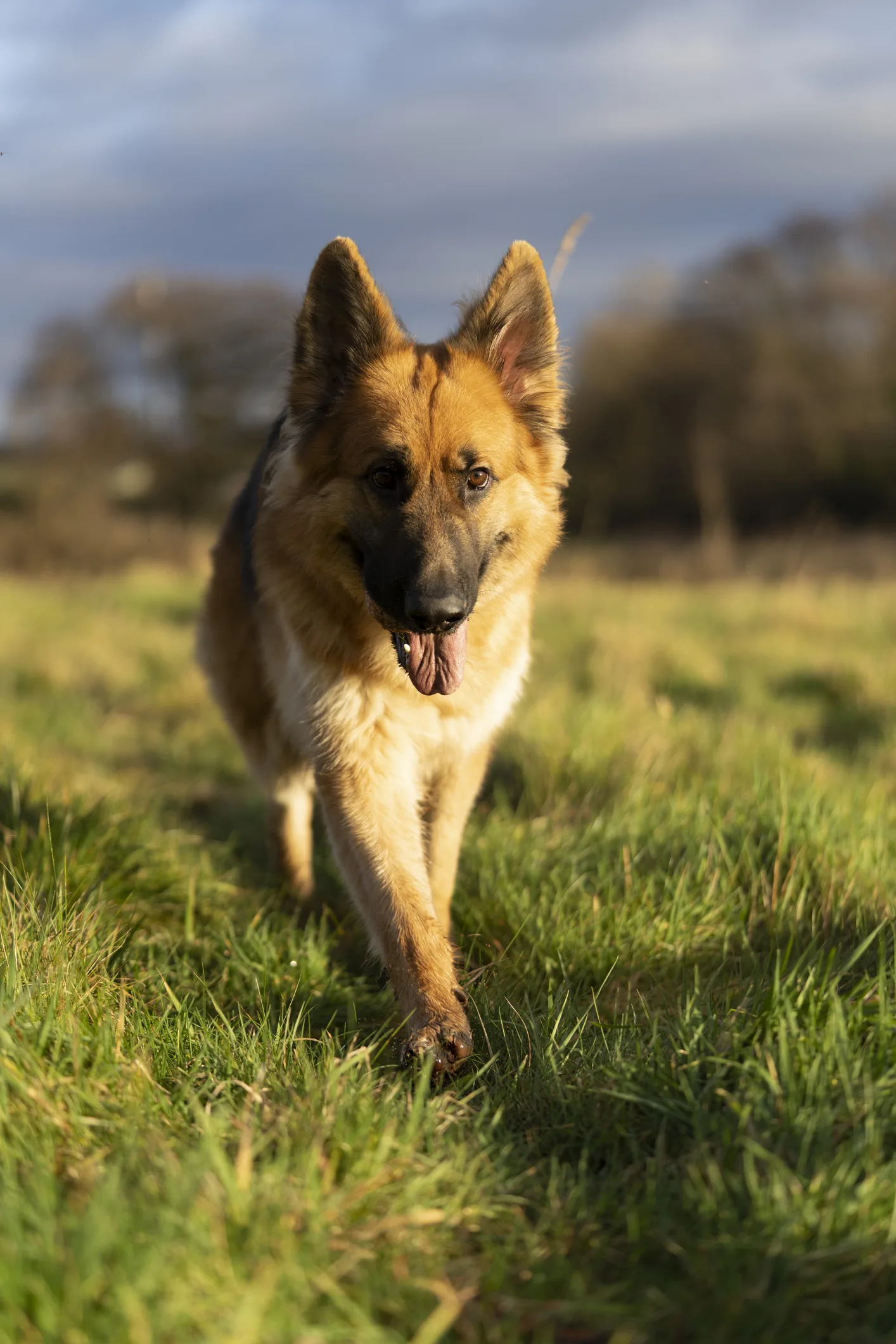 Natura e libertà: le razze canine che vivono bene all'aperto