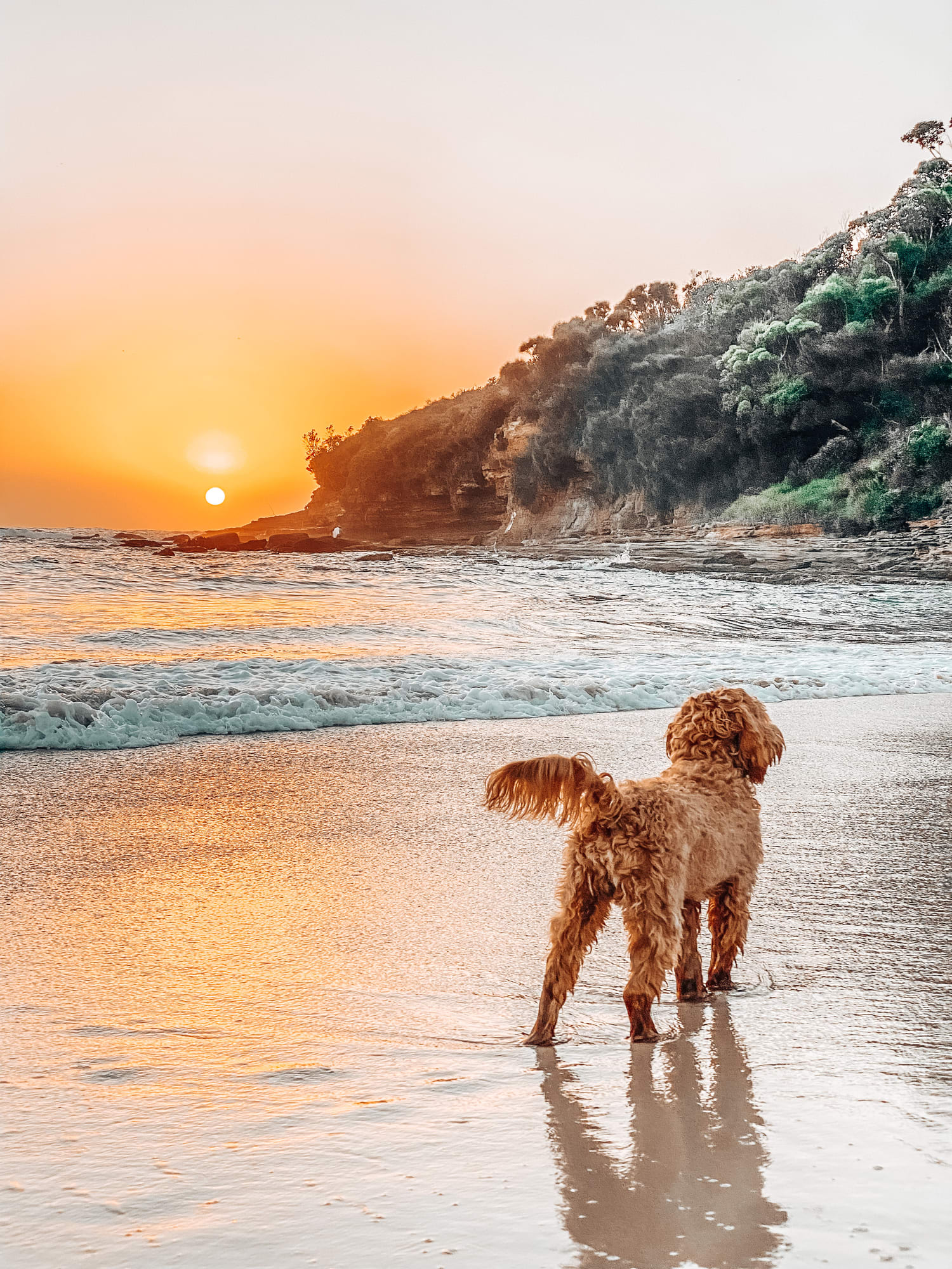 10 websites every dog owner should know