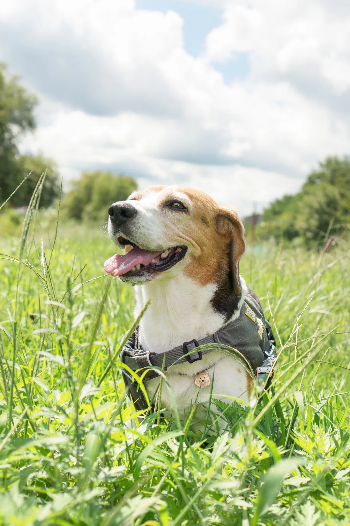 สุนัขบีเกิลหนีออกจากบ้าน ก่อนจะกลับมาพร้อมรางวัลที่ 3 จากงานประกวดสุนัข