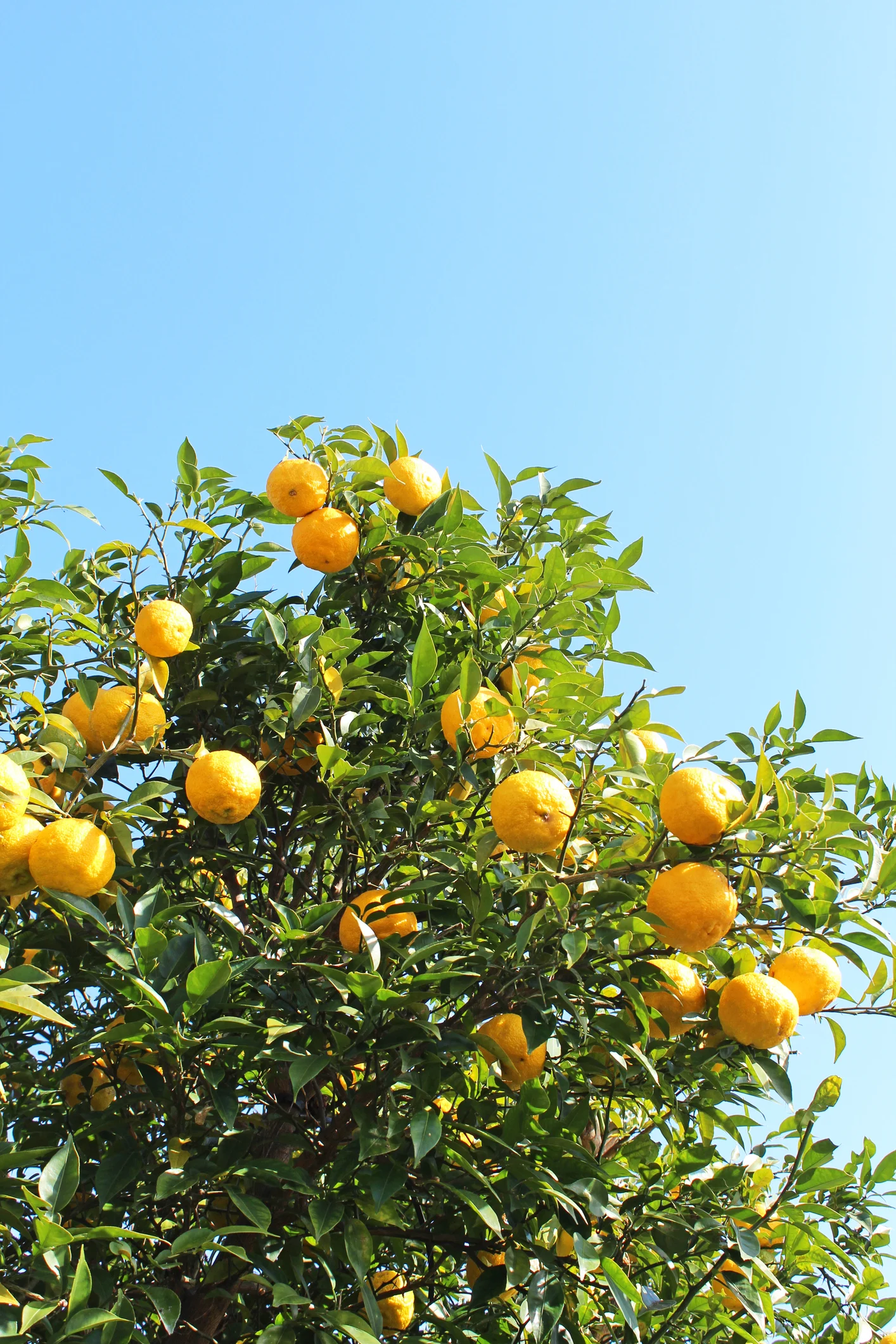 高知アイス、自社農園でゆず栽培　繁忙期は社員も農作業