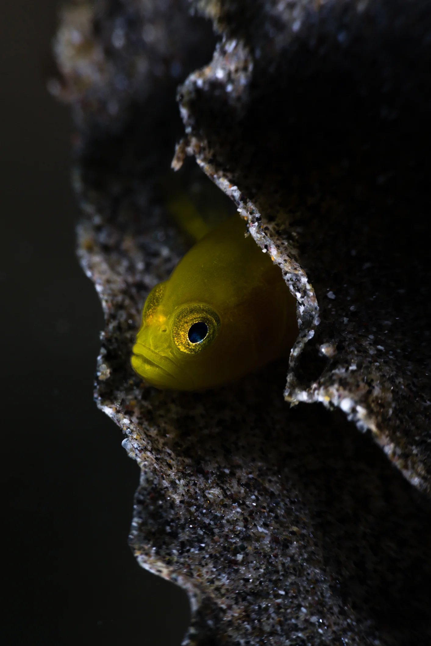 ตะลึง! ญี่ปุ่นพบ “ปลาใต้ทะเลลึก” สุดยอดนักล่าที่ตัวใหญ่ที่สุดในโลกและอยู่ใต้ทะเลลึกกว่า 2,000 เมตร