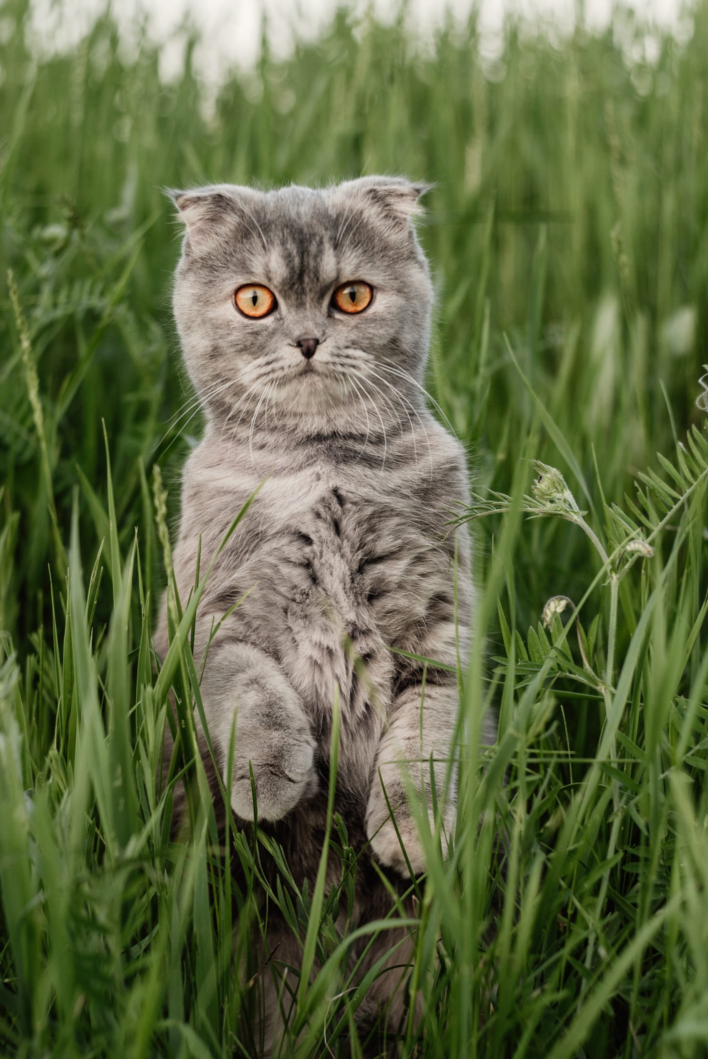 ฝันว่าแมวคลอดลูก เลขเด็ด ทำนายฝัน โชคลาภ พร้อมบอกความหมาย