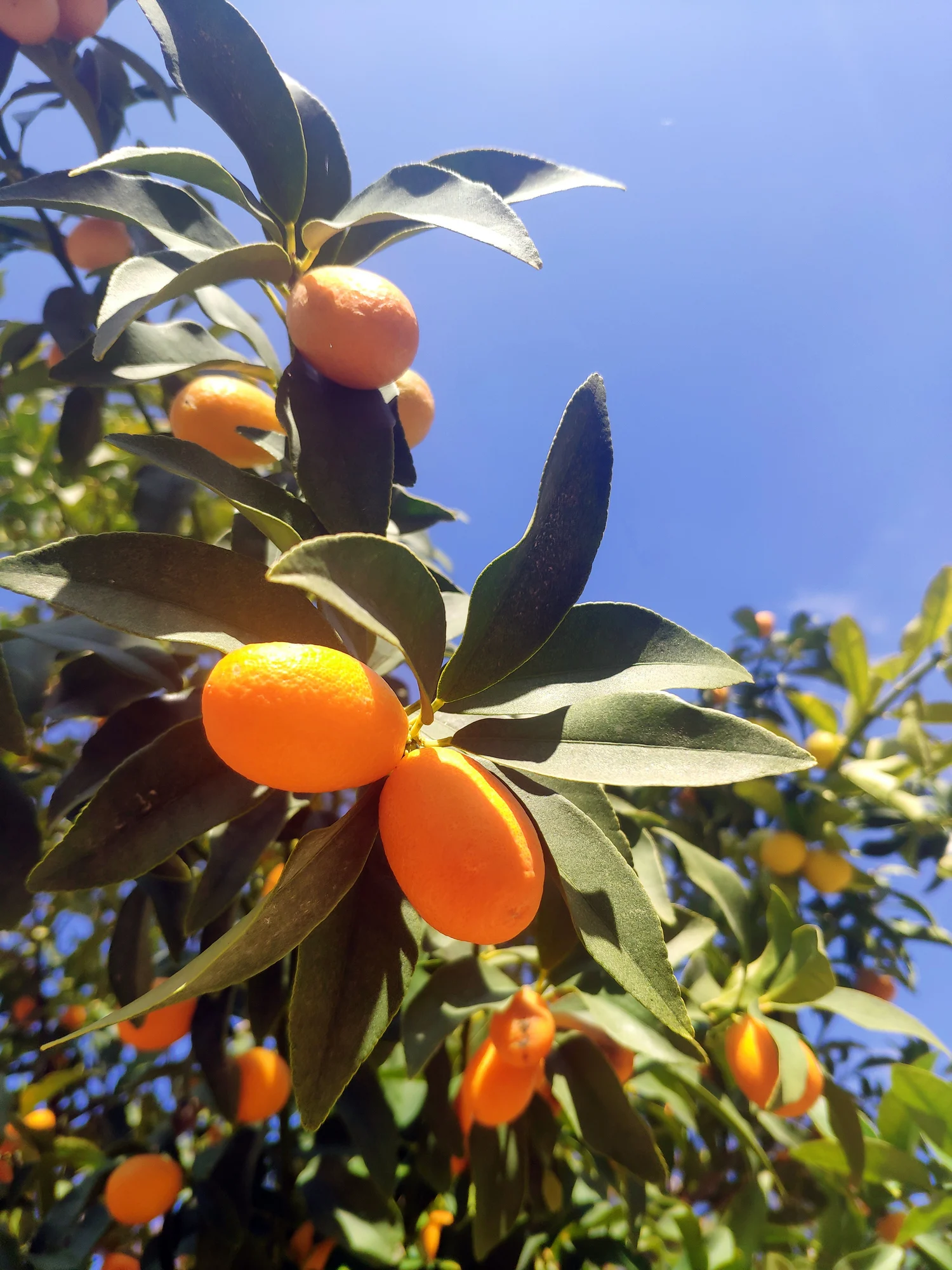 Simple y económico: cómo cultivar mandarinas en una maceta