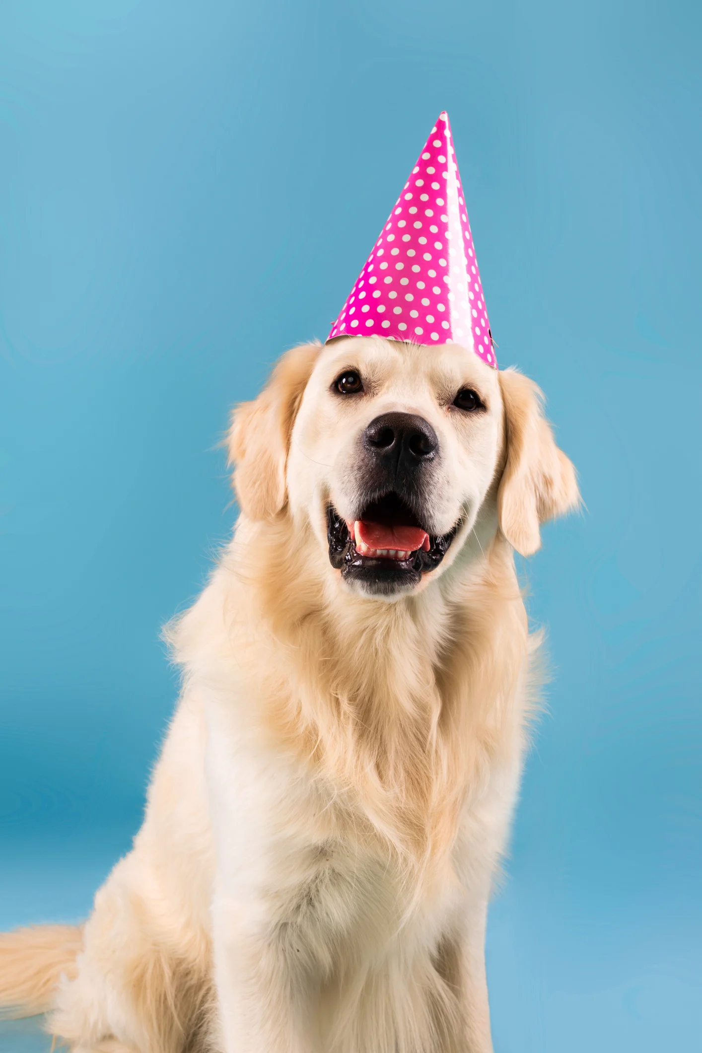 Perritos y gatitos: ¿Qué edad tiene mi mascota en años humanos?