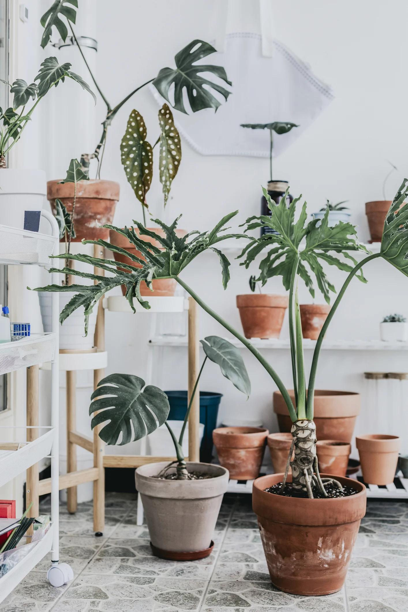 Indoor gardening expert James Wong shares DIY hanging garden