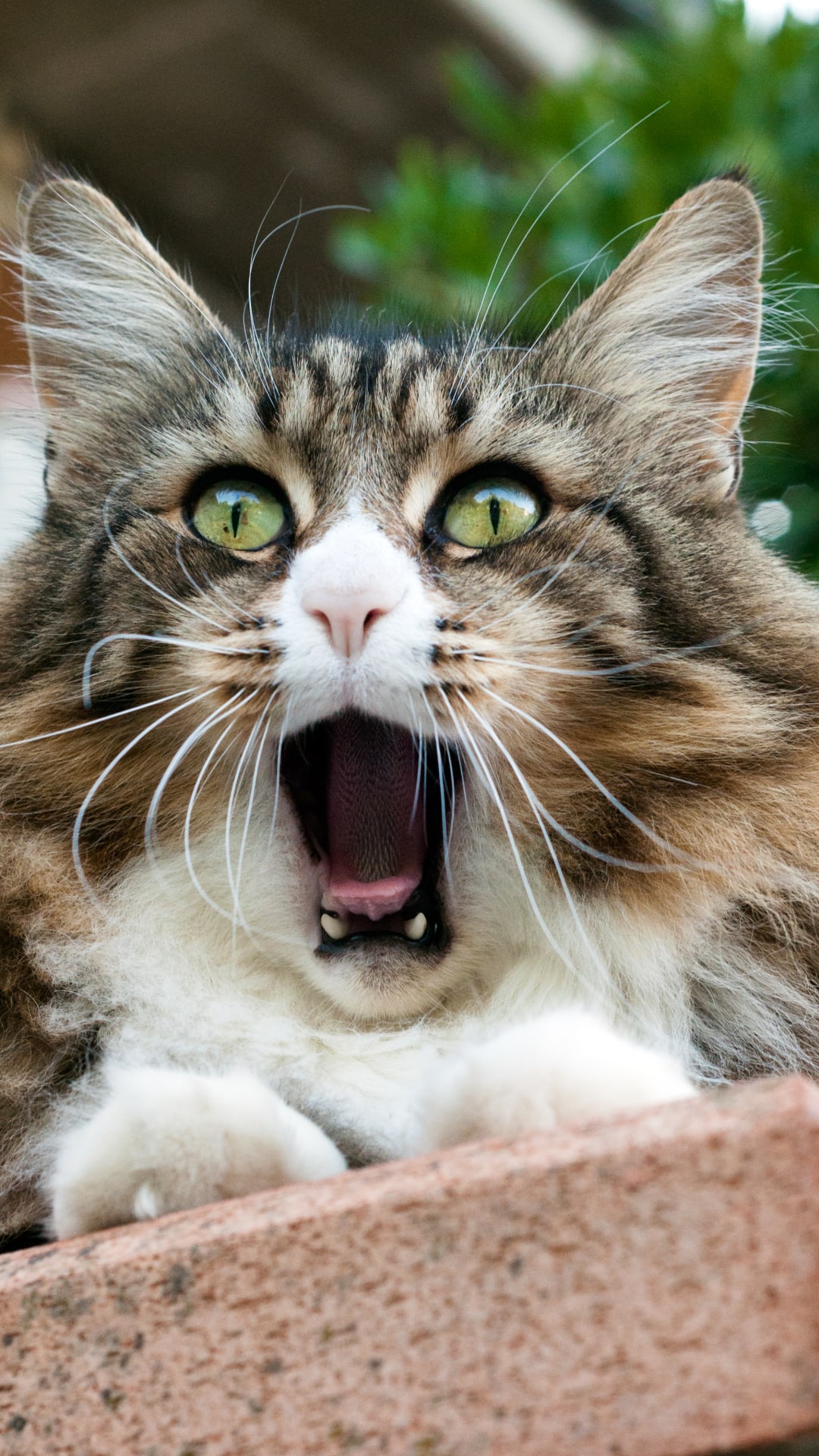 Golden ratio reveals most beautiful cat breed to be Norwegian Forest