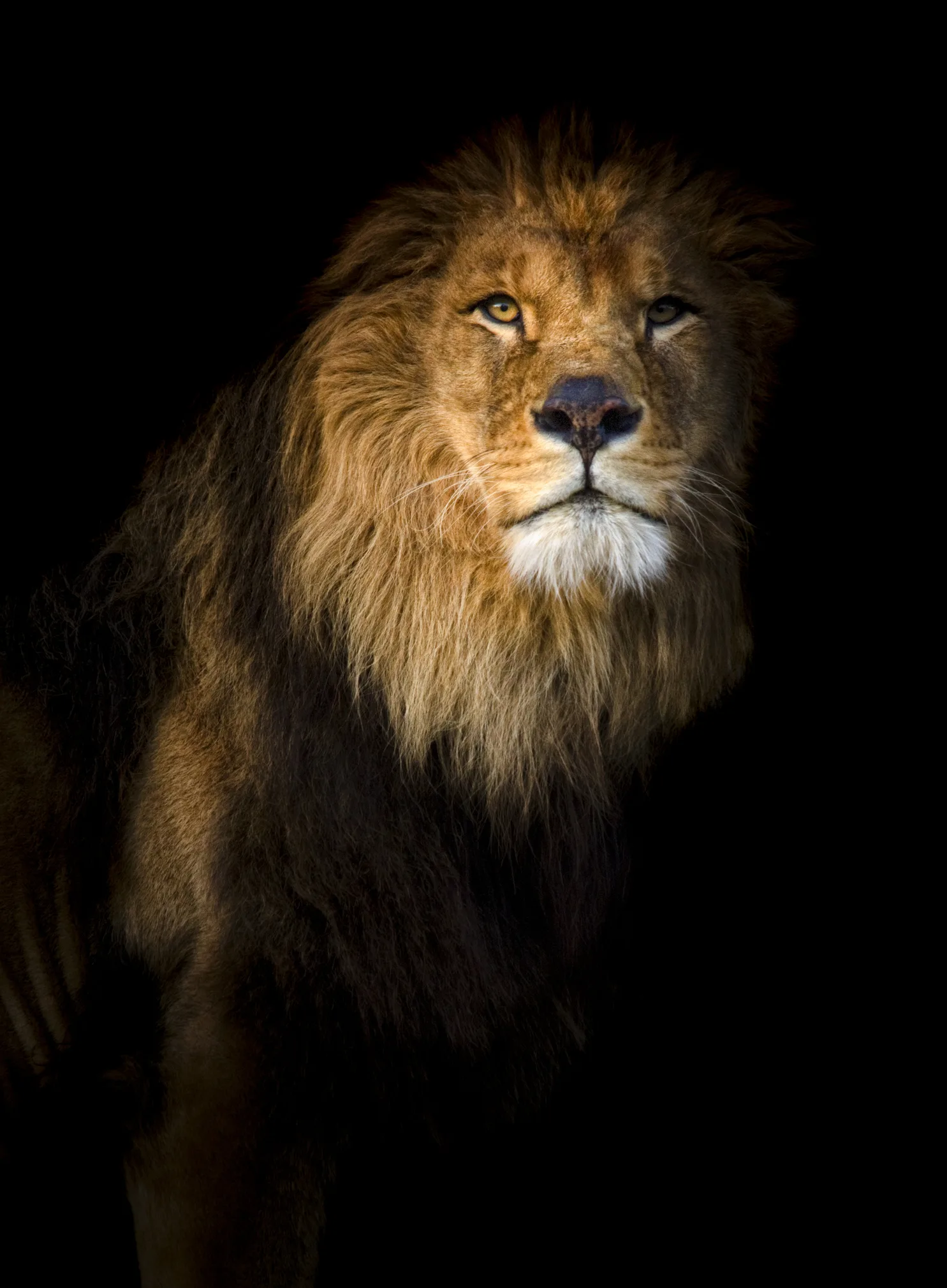 ‘Love hormone’ turns fierce lions into kittens
