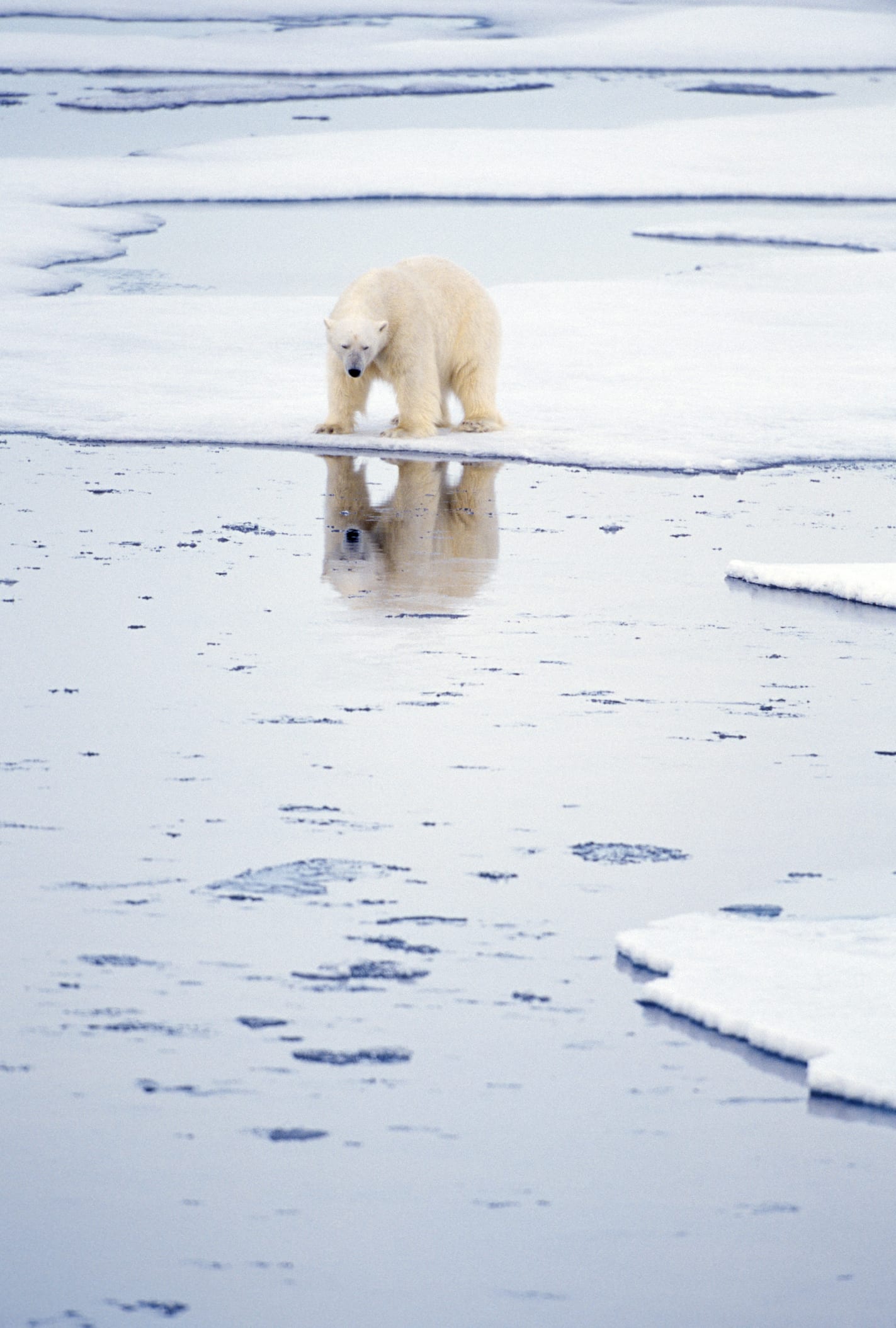Arctic is warming nearly FOUR TIMES faster than the rest of the world