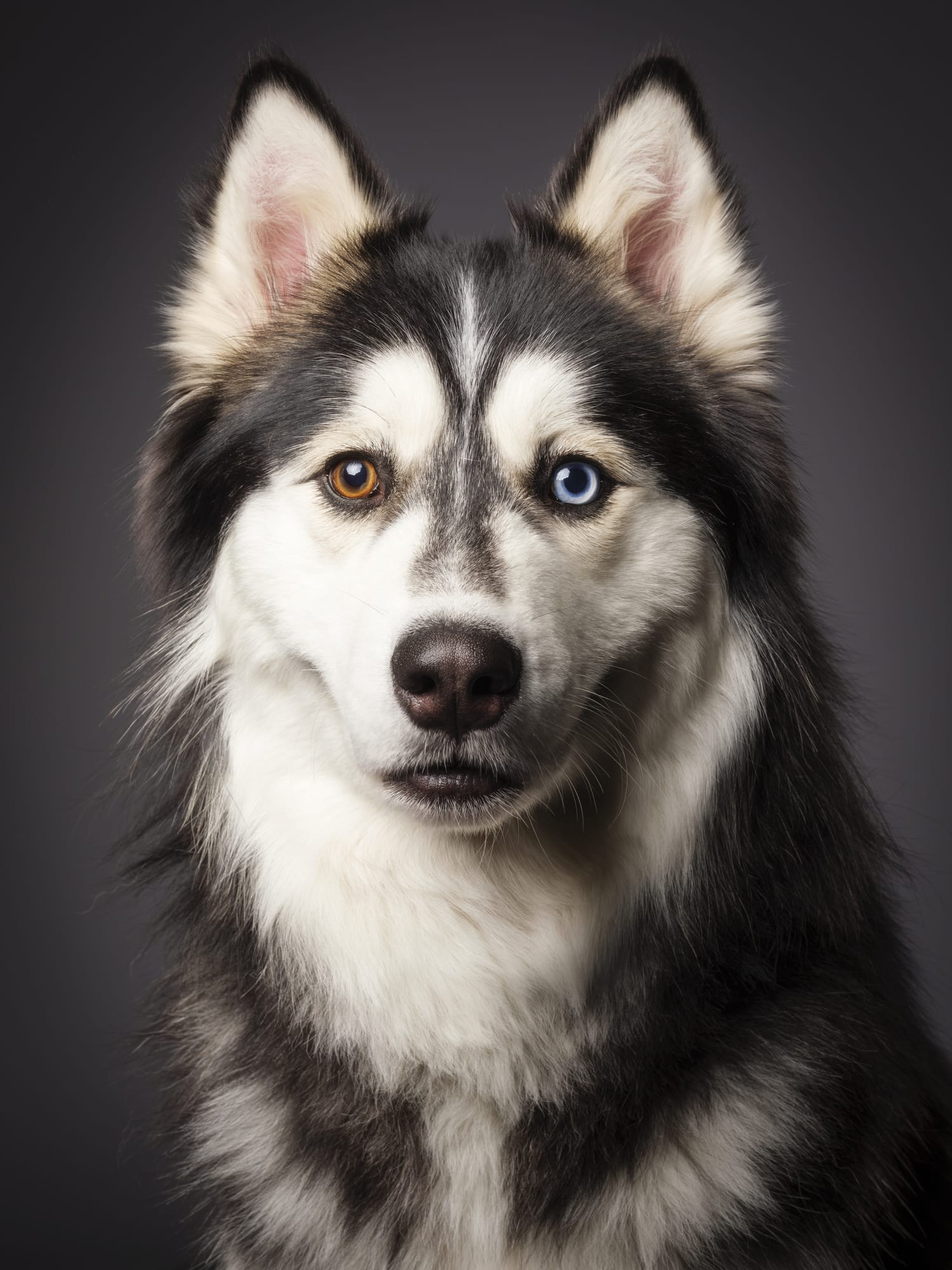 Labrador und Husky zeugen Nachwuchs: So unterschiedlich sehen Labskys aus