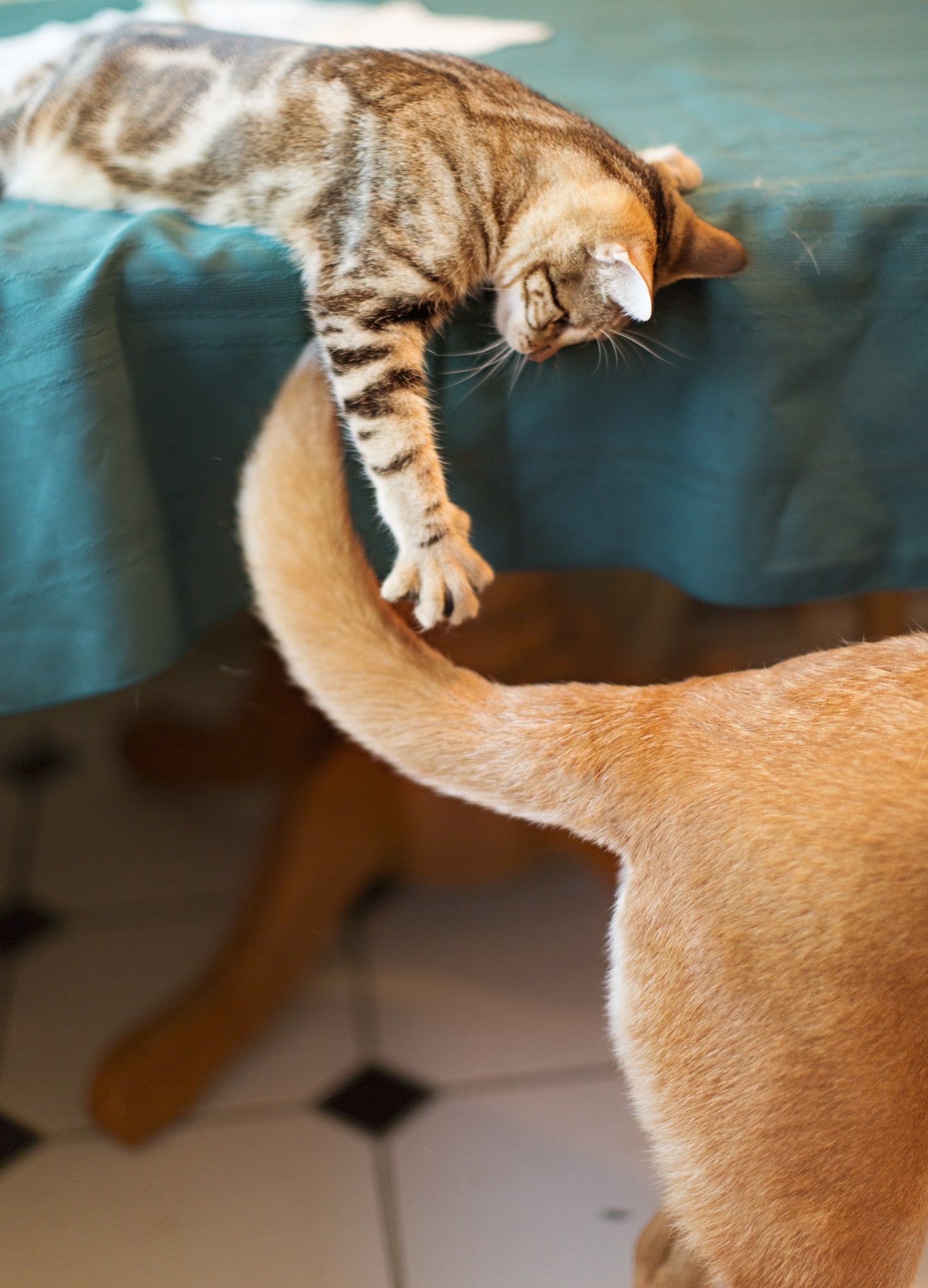 Pets may protect you from memory loss, cognitive decline