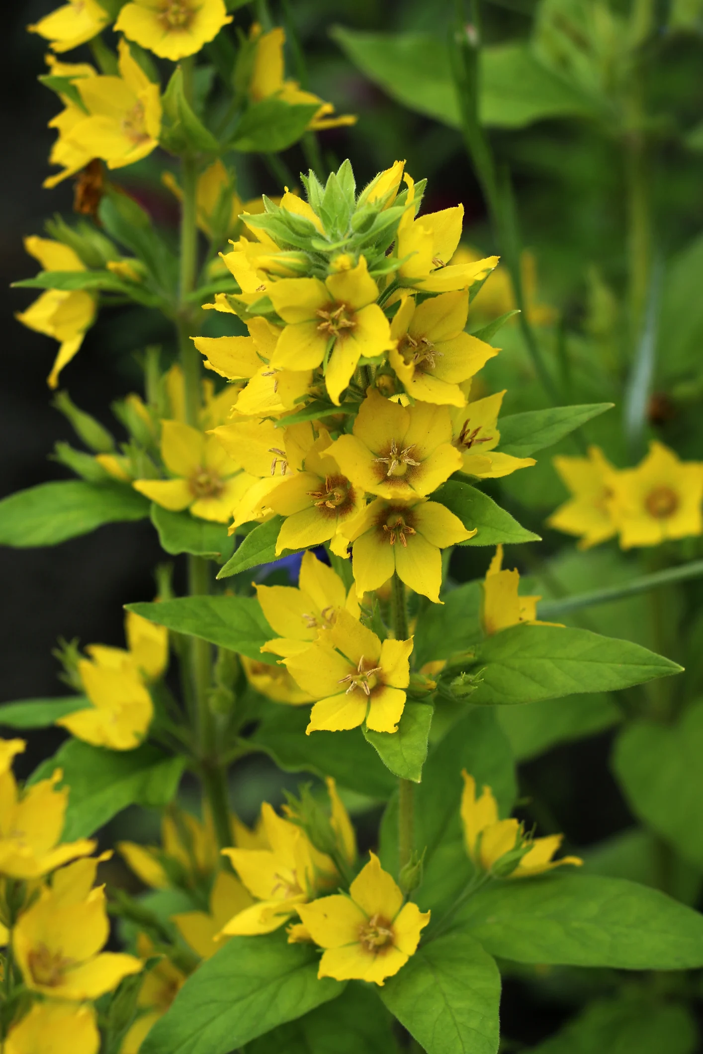 Plants that like wet feet