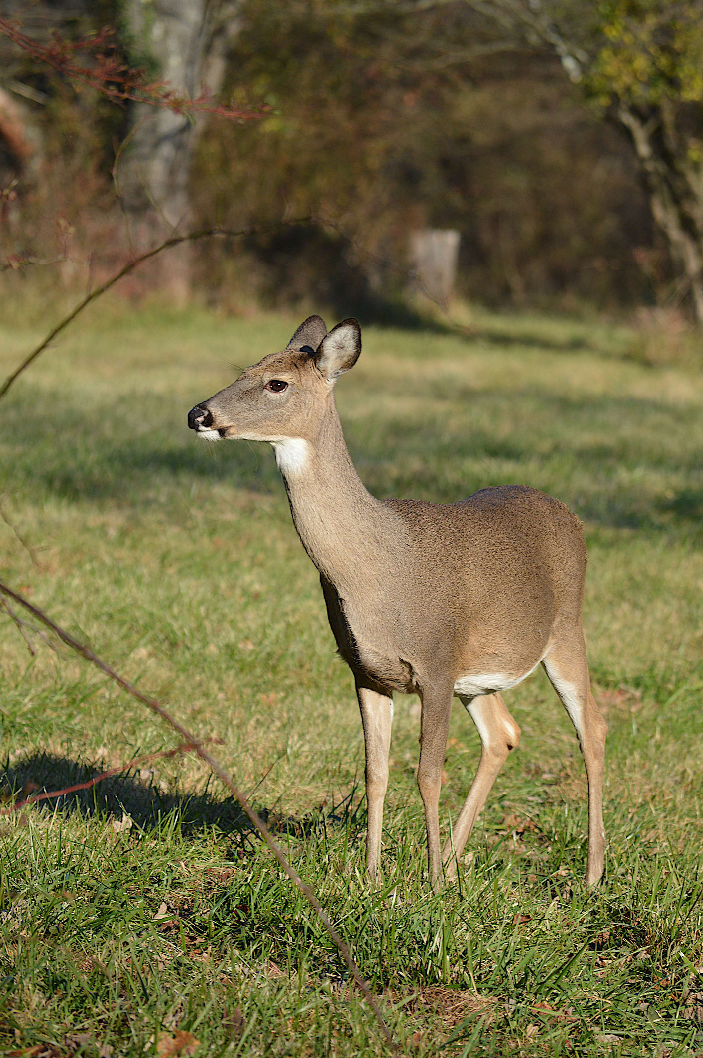 หาชมยาก! 