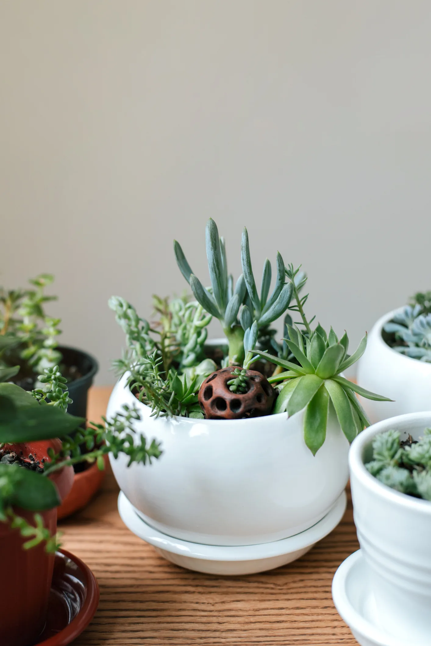 Indoor gardening expert James Wong shares DIY hanging garden