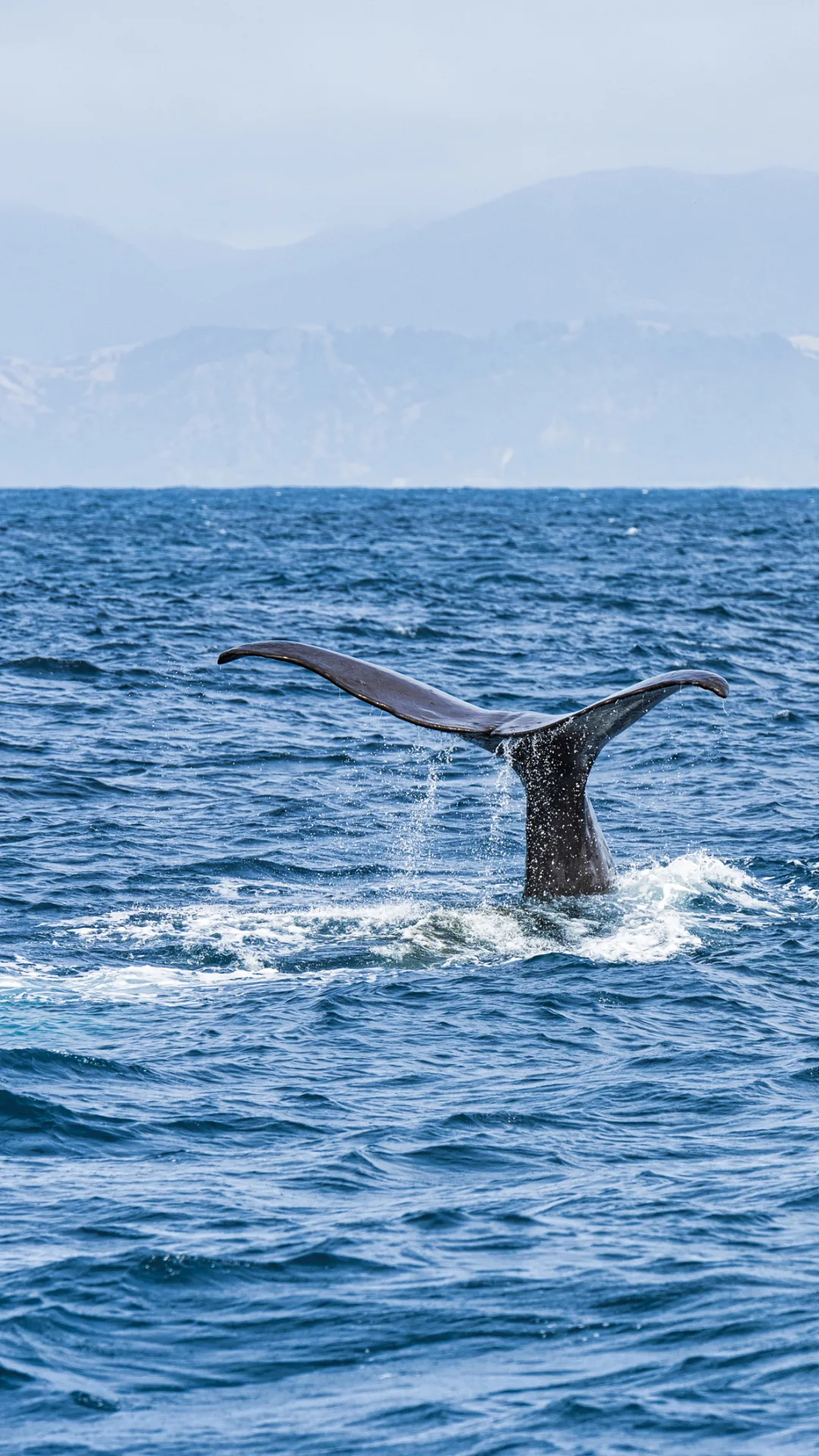 圧巻の映像！ザトウクジラの巨大な群れが集団で食事