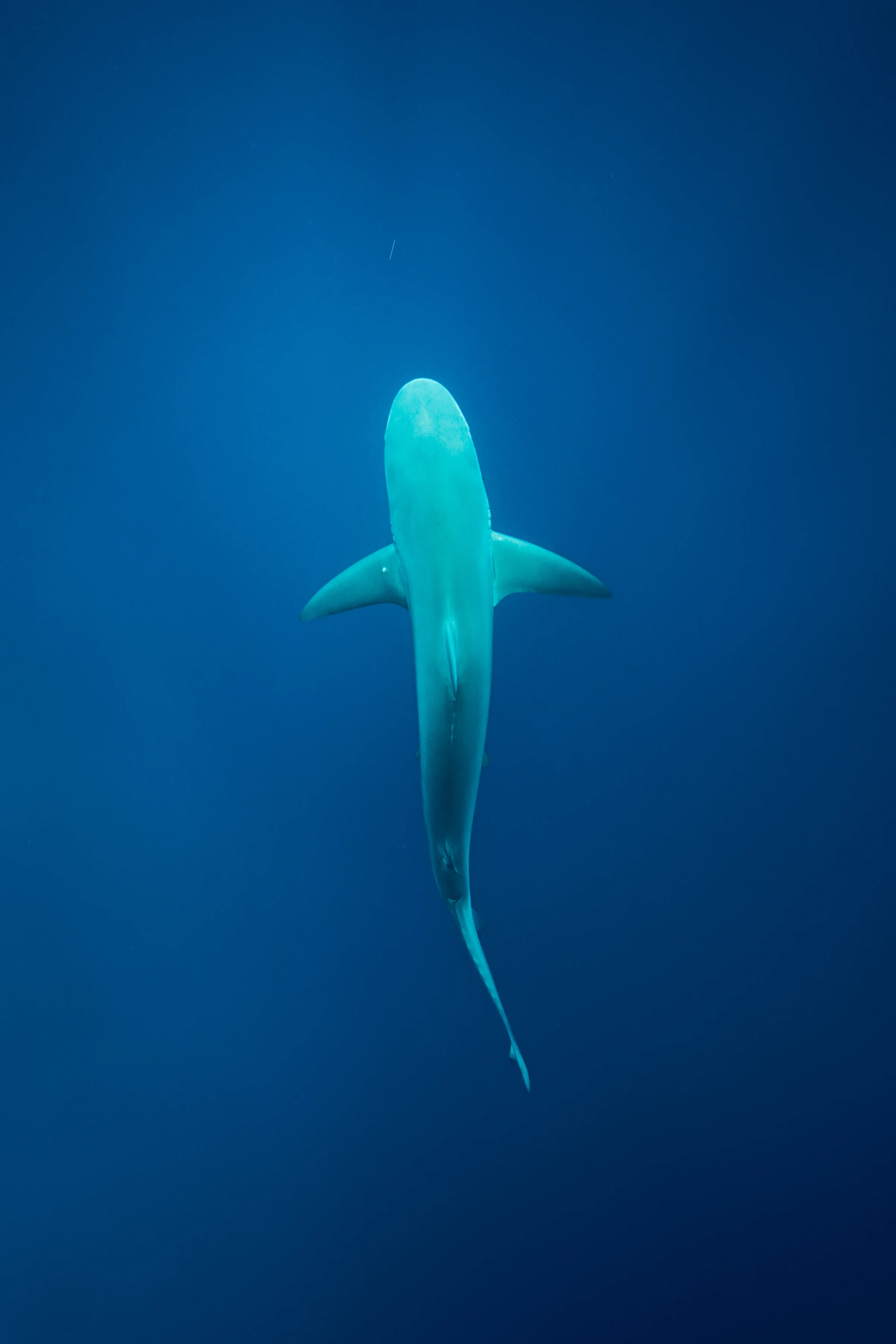 นักบรรพชีวินวิทยาสมมติฐานใหม่ ชี้การสูญพันธุ์เม็กกาโลดอน