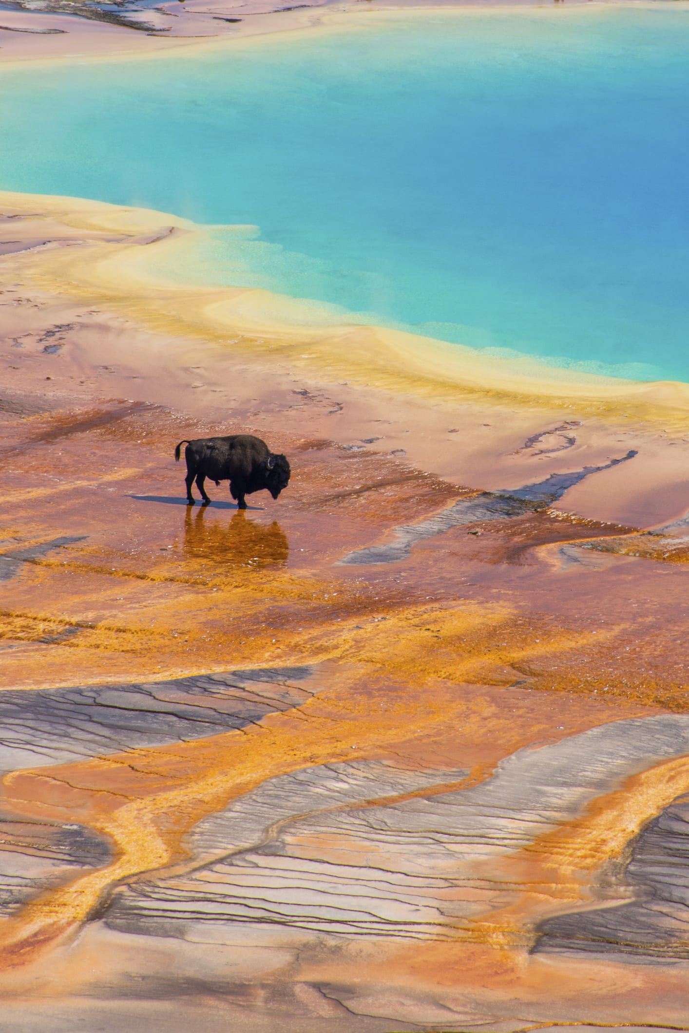 Grand Canyon won't seek volunteers to kill bison this fall