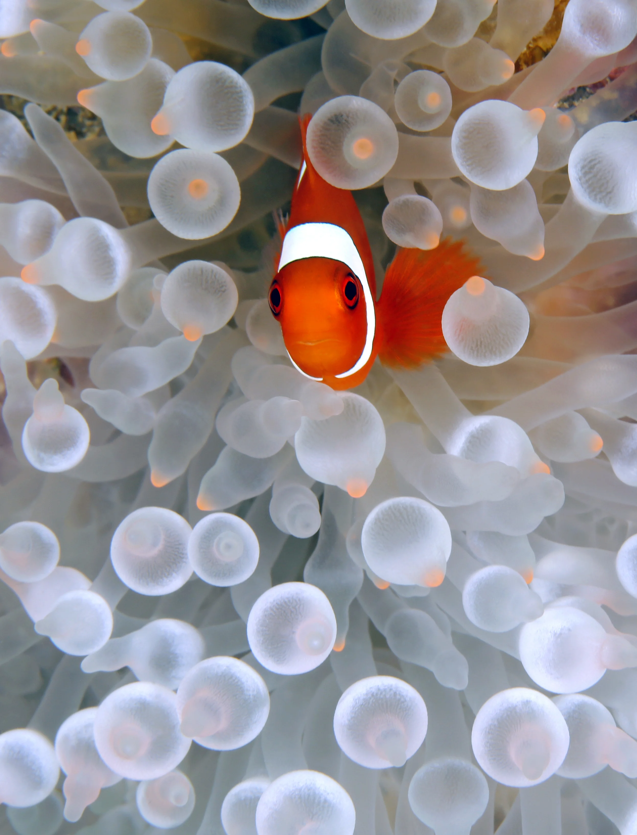 ตื่นตา! โลกใต้ทะเล “สิมิลัน” พบเริ่มกลับมาสมบูรณ์อีกครั้ง