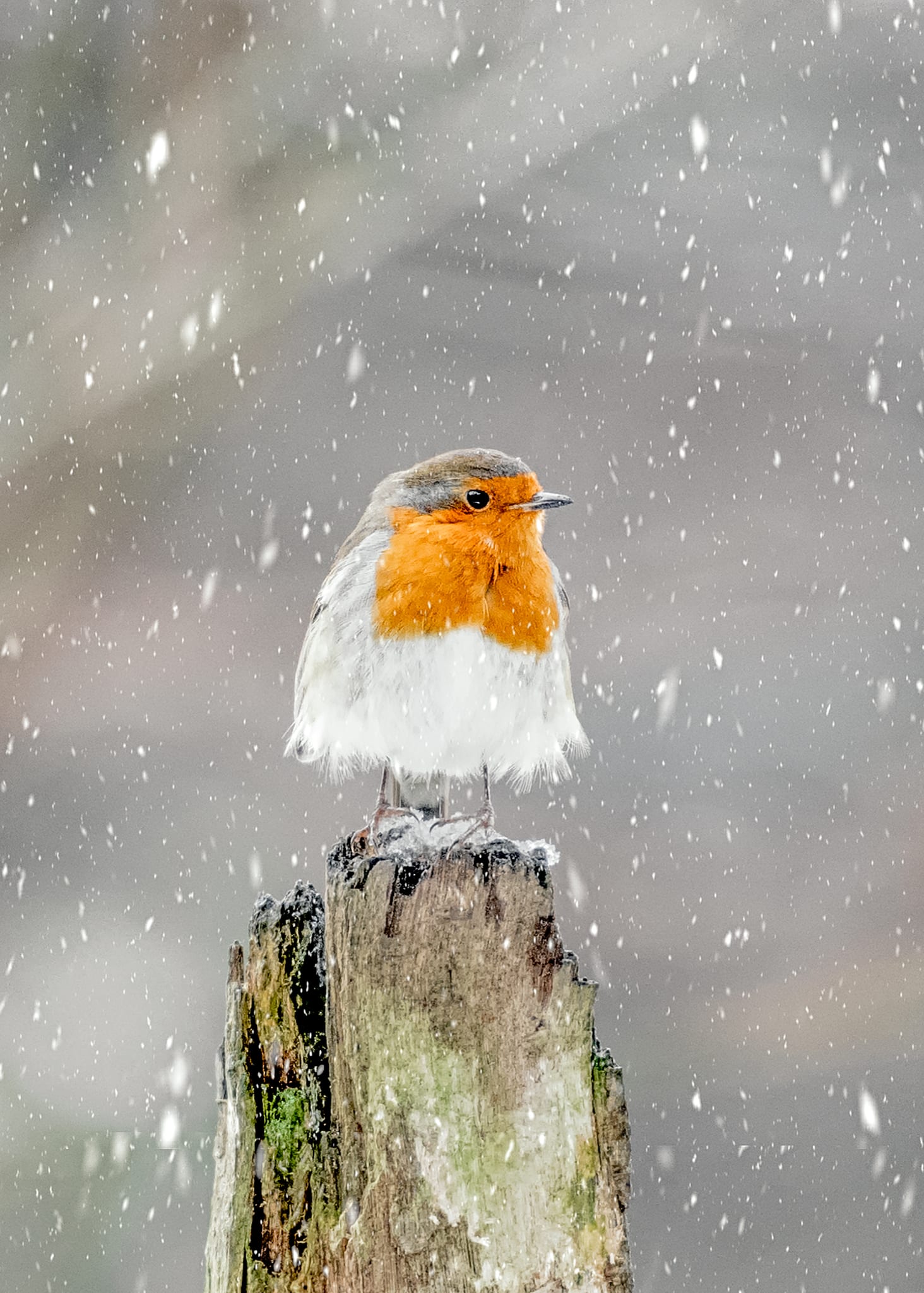 Climat : de plus en plus d’espèces d’oiseaux menacées d’extinction