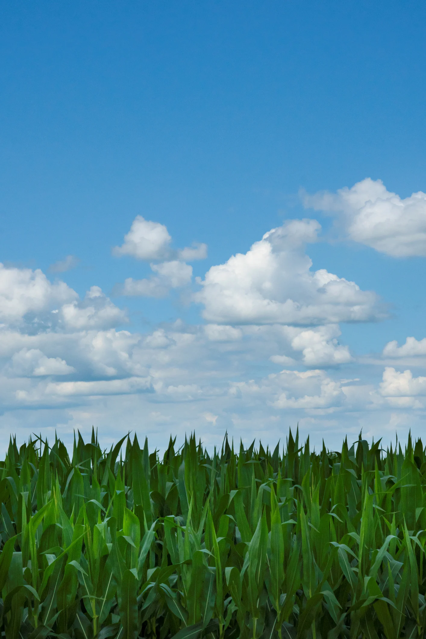トウモロコシとヤングコーンは「親と子」の関係　栄養価に違いは？