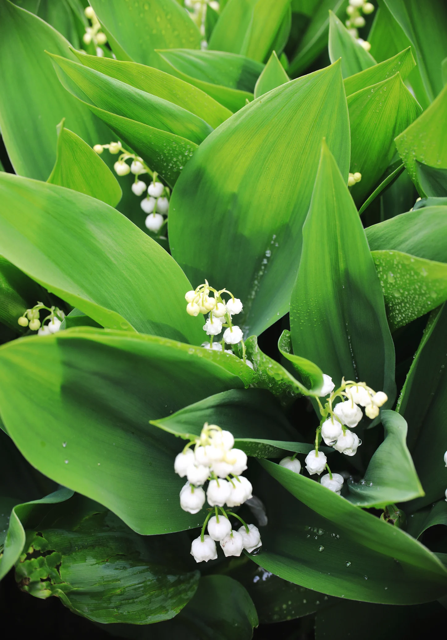 Come far profumare il terrazzo con 5 piante