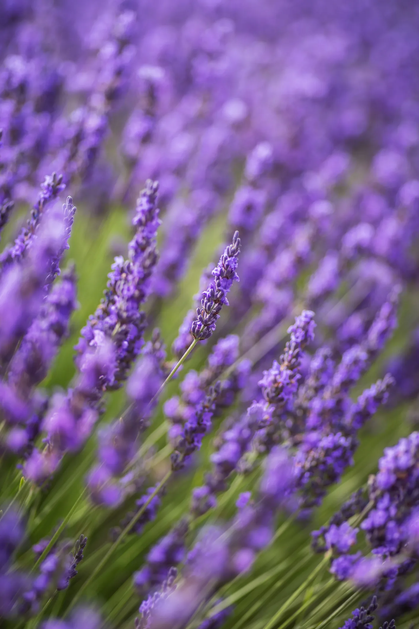 Estas son las plantas de exterior más nobles y resistentes