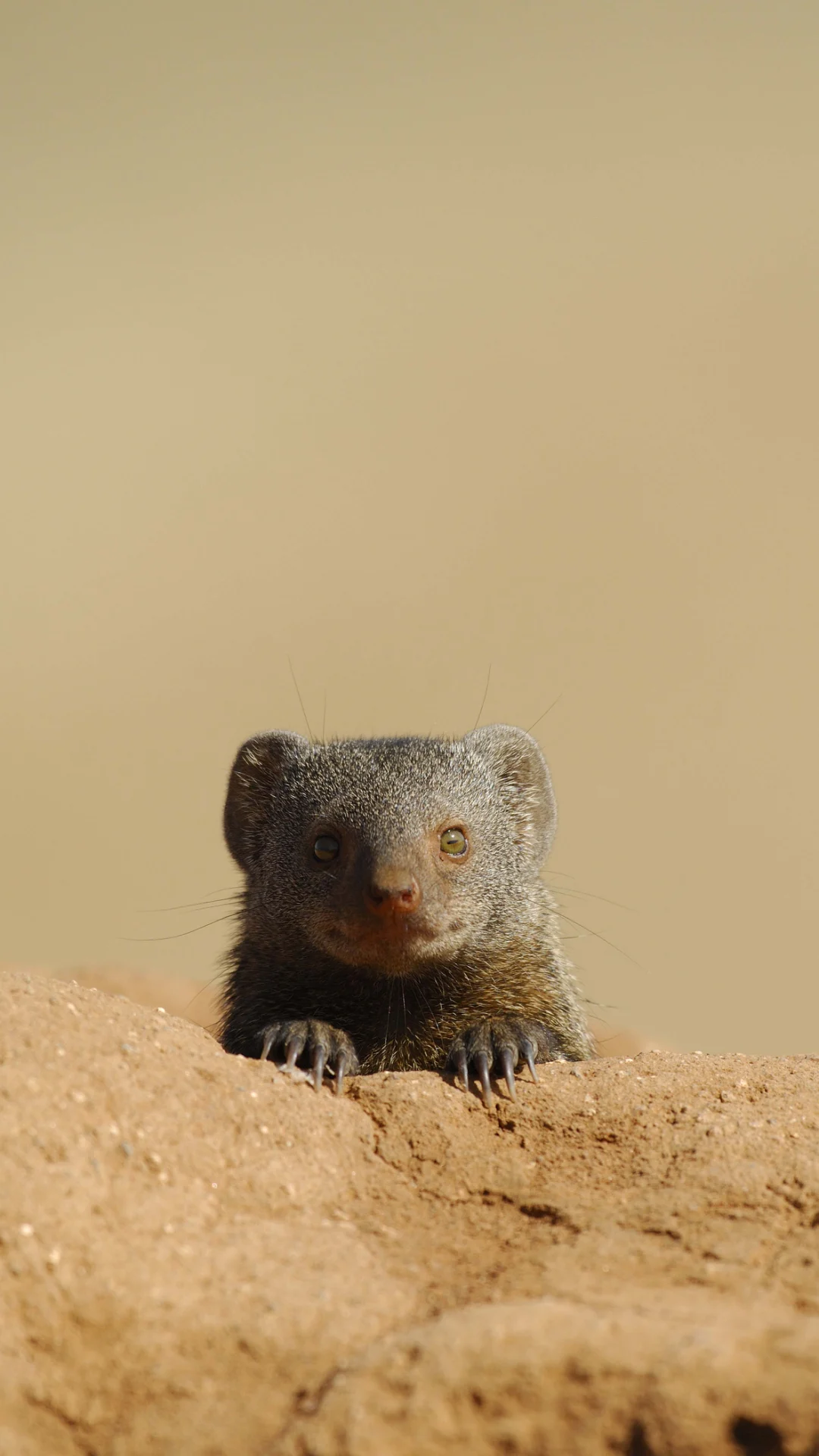 Wild mongooses remember bullies and give them the 'cold shoulder'