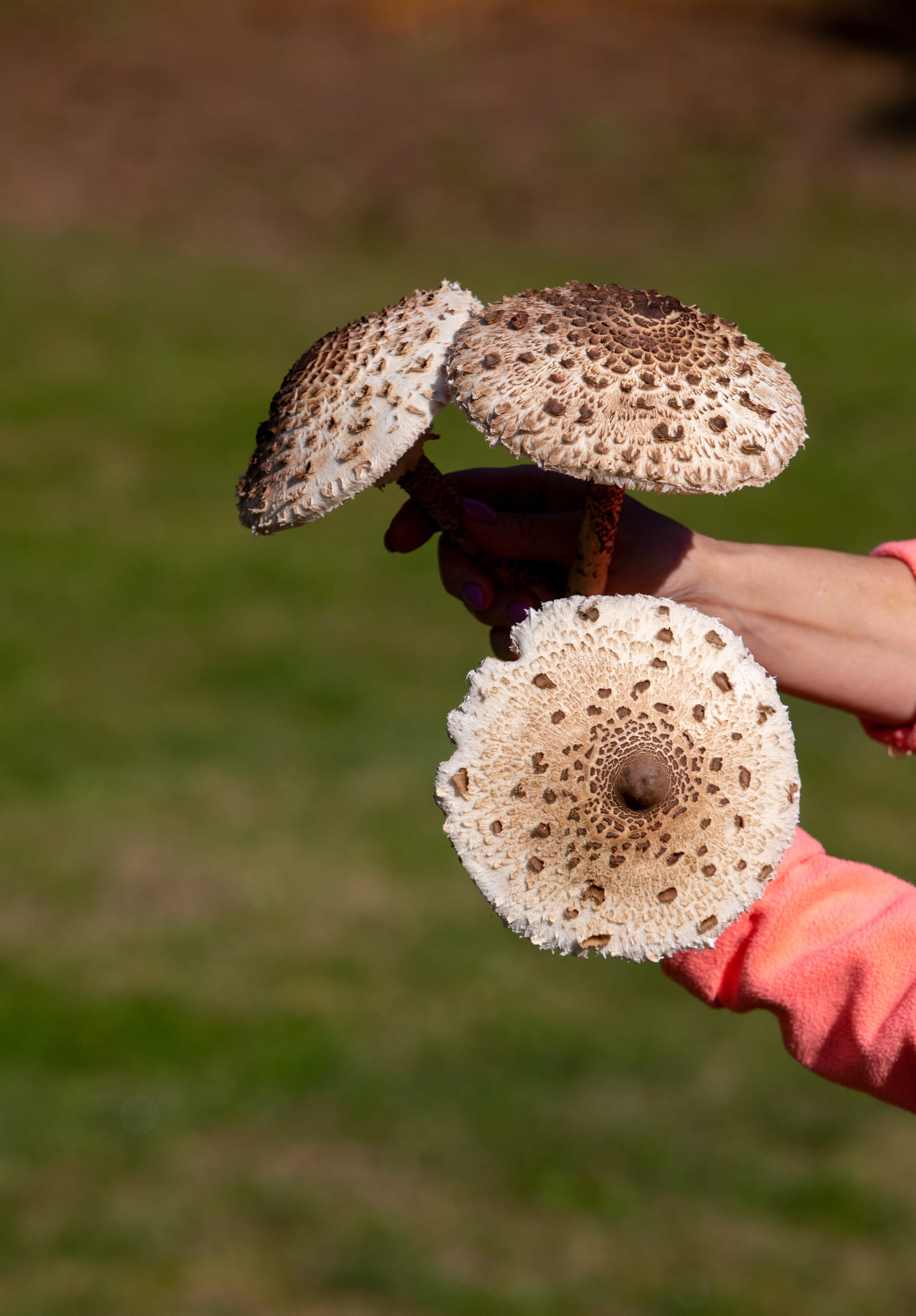 Lelaki Sangka Temui Tangan Manusia Keluar Dari Tanah, Rupanya Cendawan!