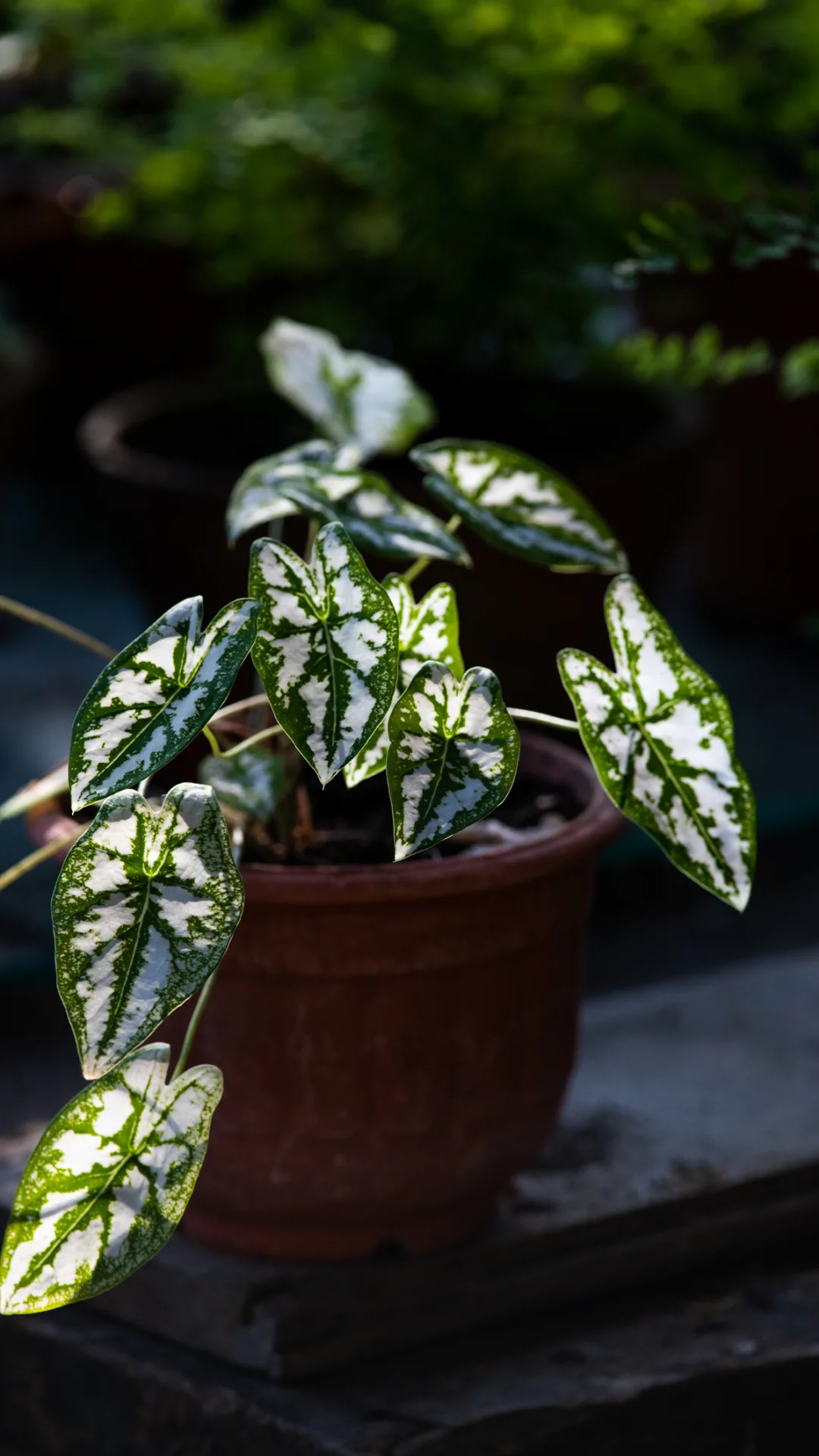 These 8 Houseplants Are Worth a Lot of Money!