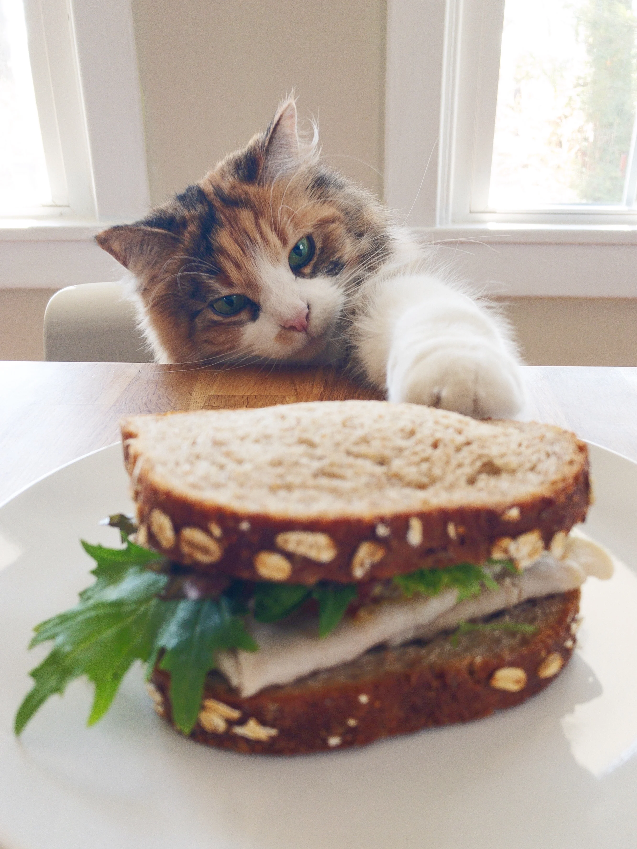 Voici les 10 choses que votre chat déteste le plus