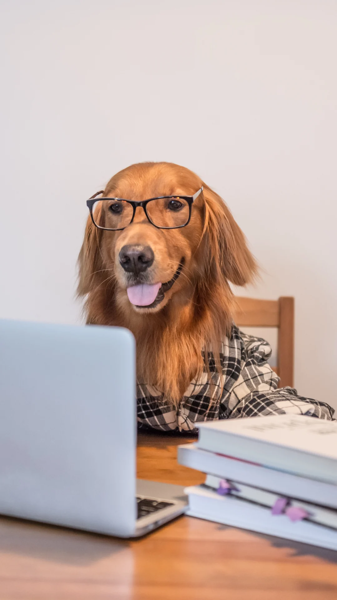 Wann der Chef den Hund im Büro nicht verbieten darf