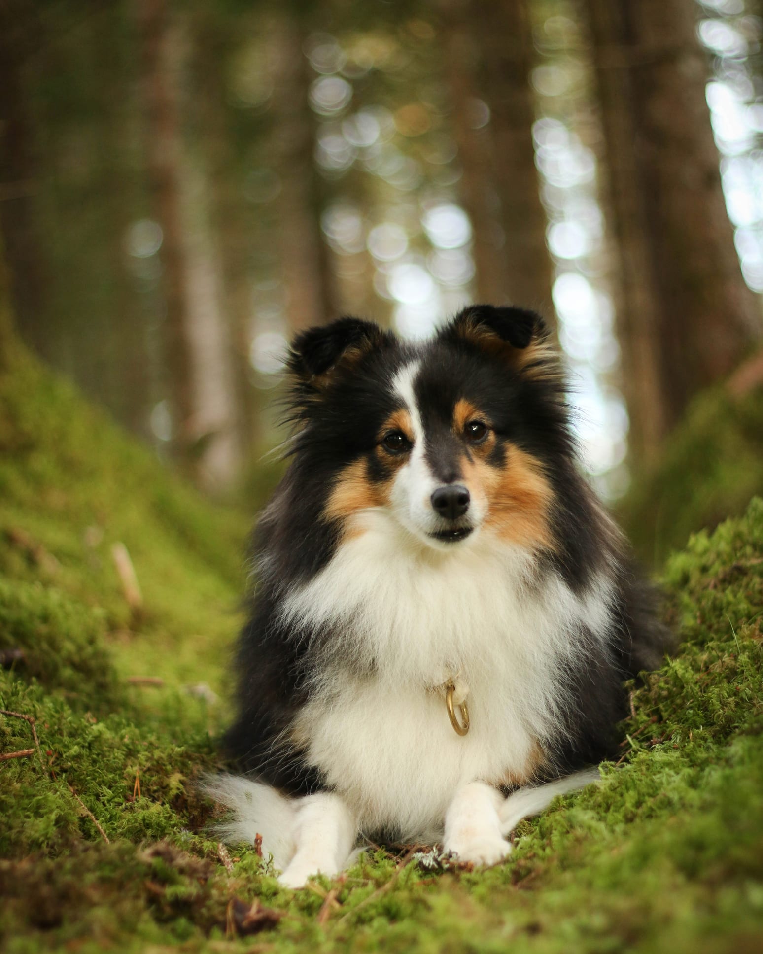 6 races de chiens les plus intelligentes
