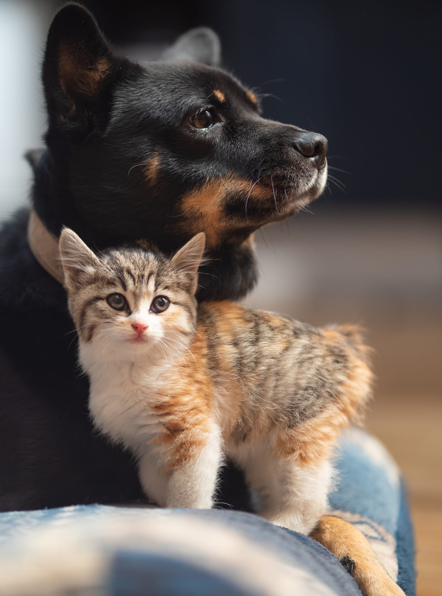 Como perros y gatos, consejos para la buena convivencia de tus mascotas