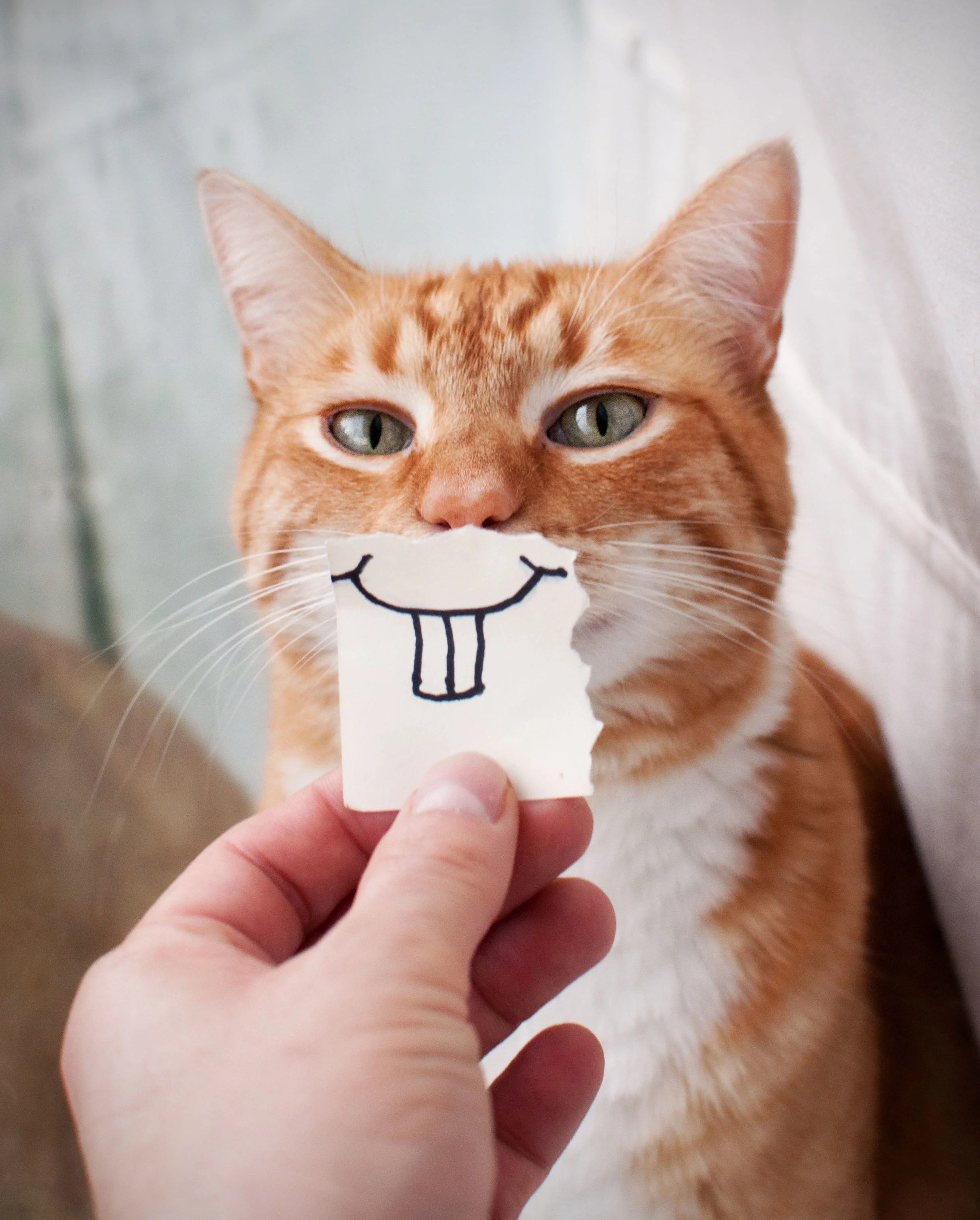 Voici les 10 choses que votre chat déteste le plus