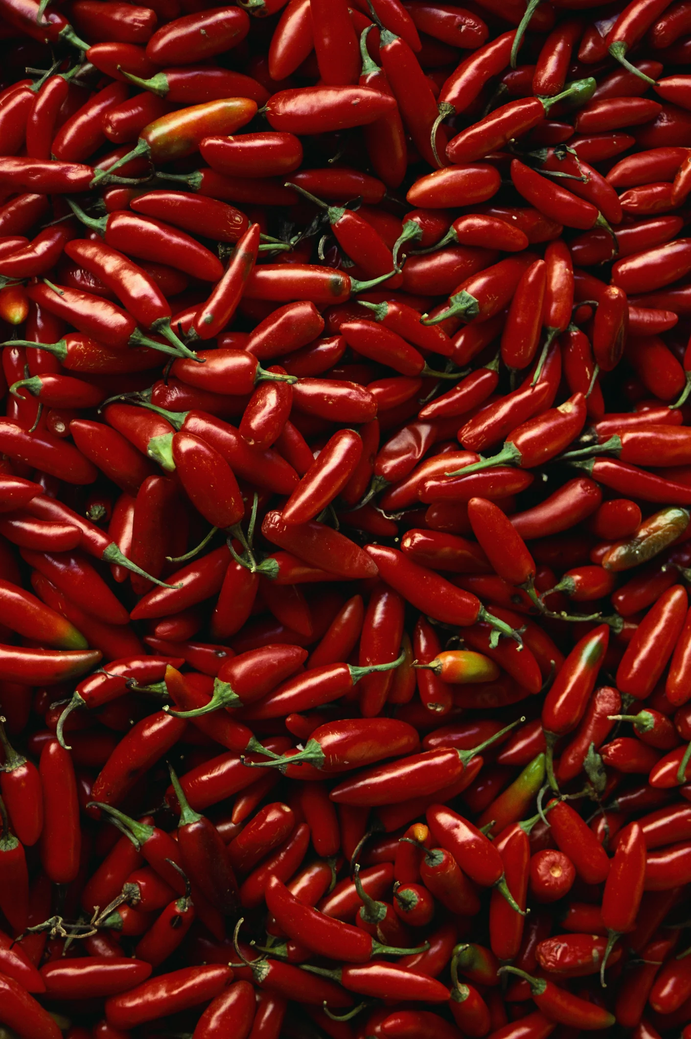 6 Tips for growing chili peppers in your urban garden