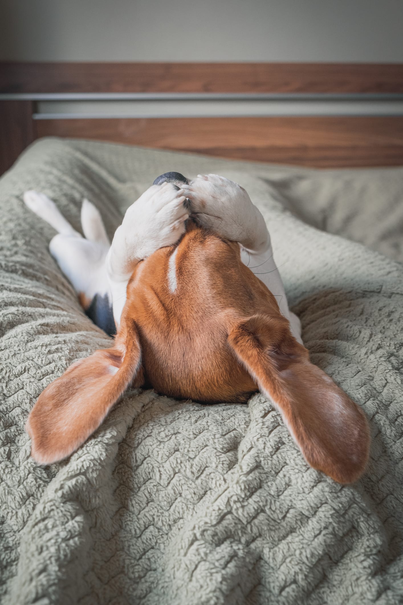Perché il cane non gioca?