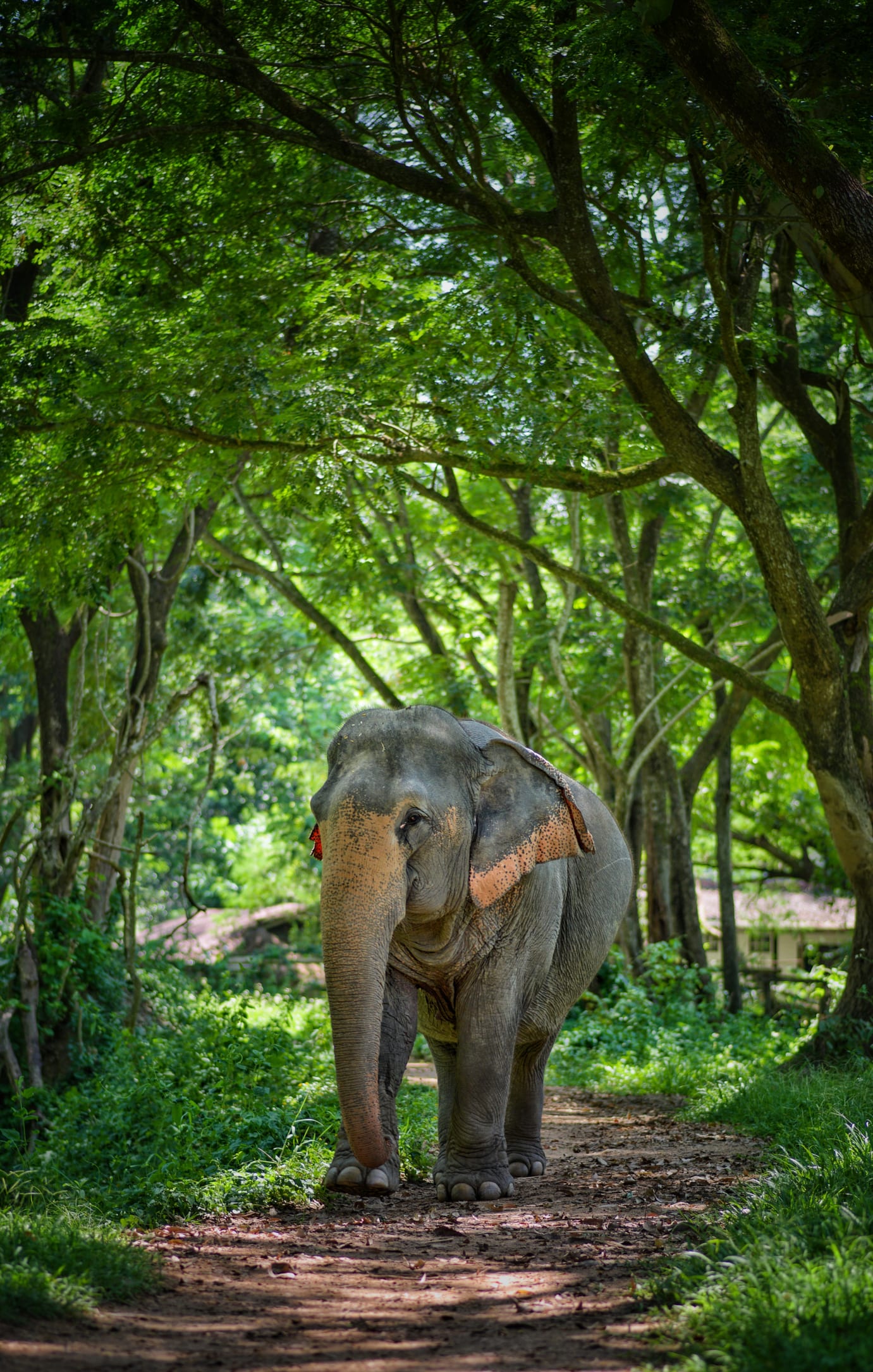 ภาพยืนยัน แม่ลูกช้างป่าที่ตกบ่อพักน้ำสนามกอล์ฟ อยู่รอดปลอดภัยในโขลง