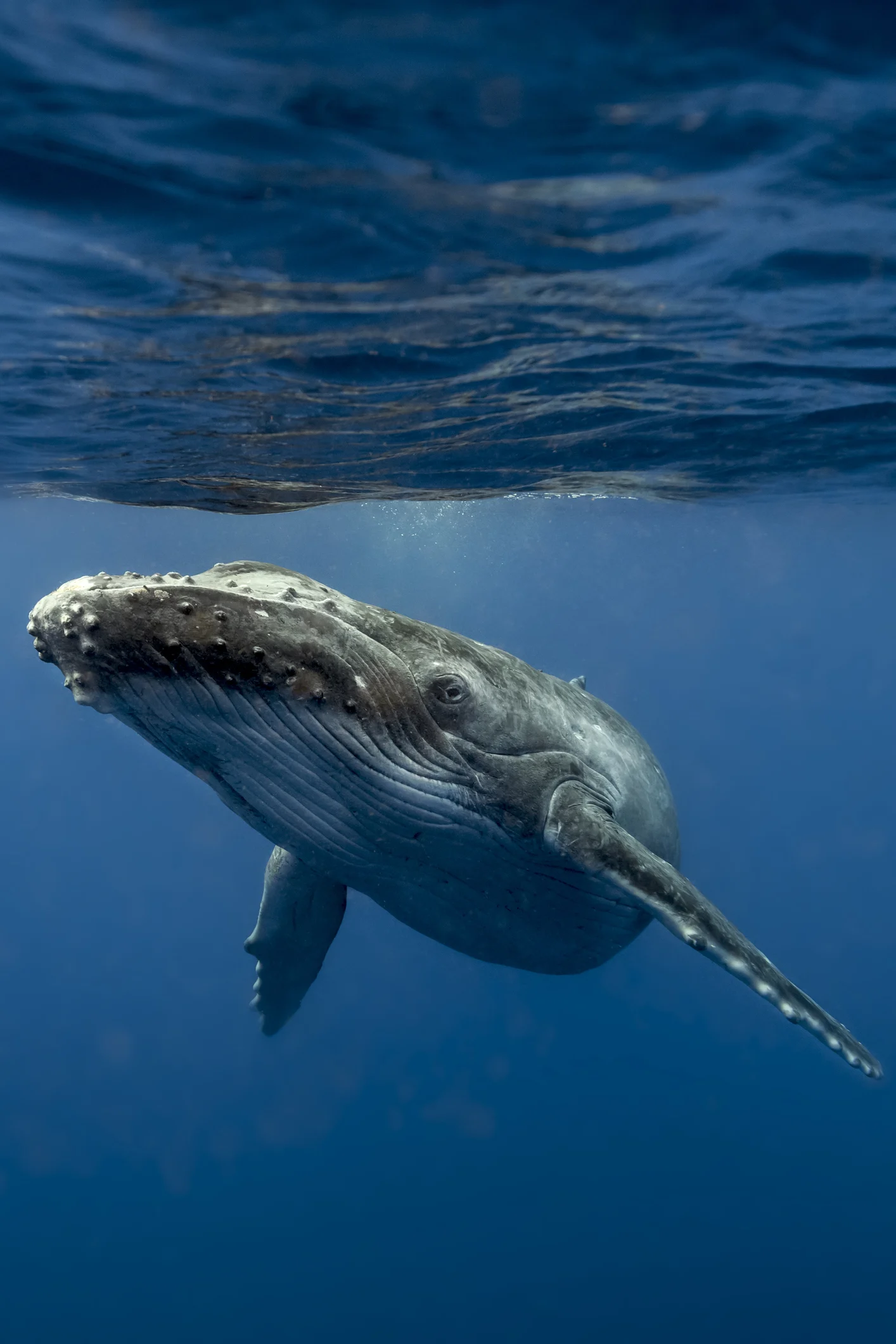 12 Fascinating Facts About Whales