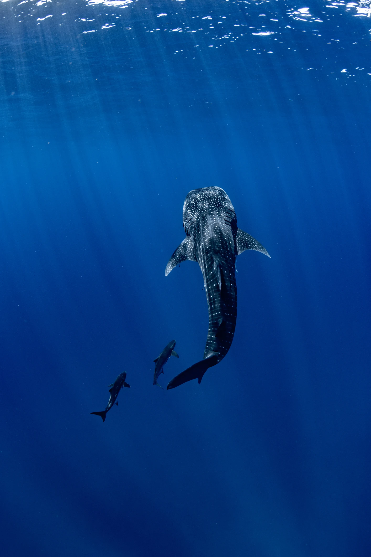 The world's largest fish is very mysterious, and endangered