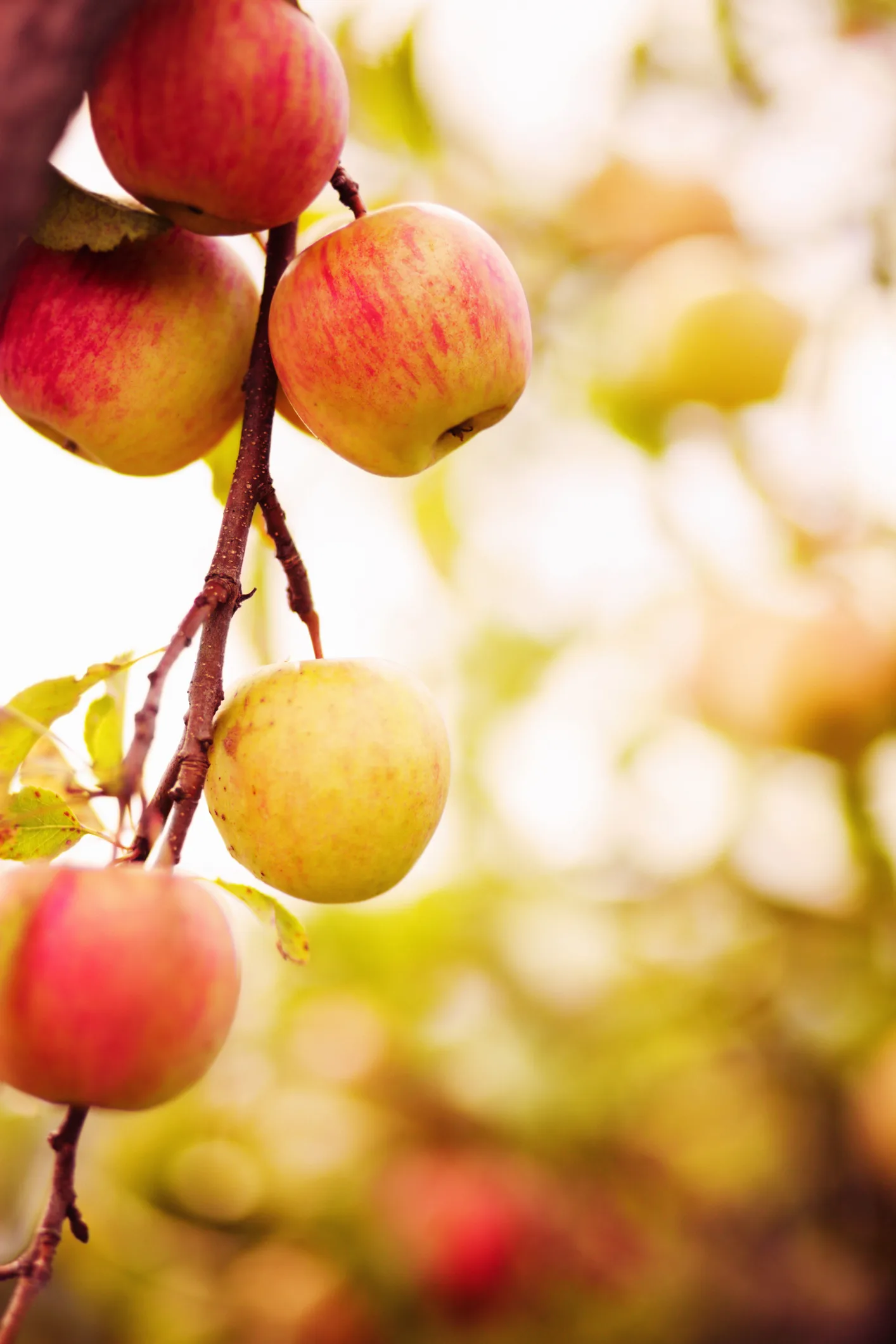 Árboles frutales: Cómo cultivar un manzano en maceta y sus cuidados
