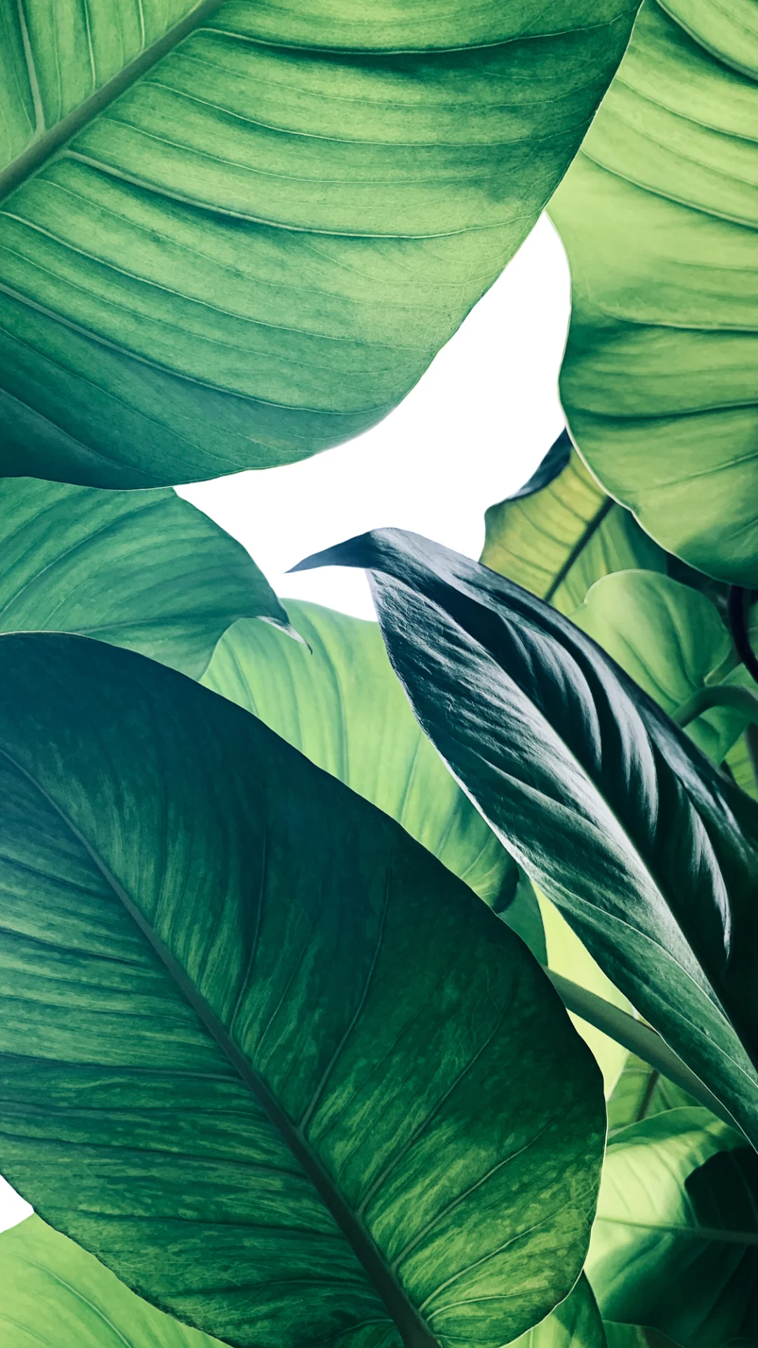 These 8 Houseplants Are Worth a Lot of Money!