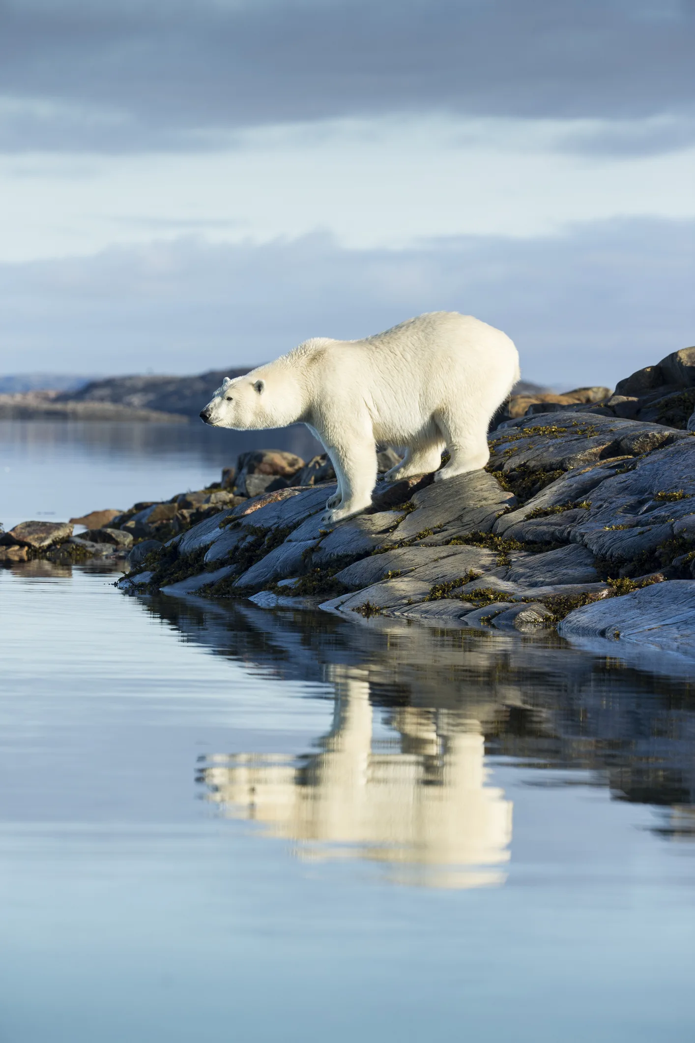 Video: Osa polar pide ayuda a humanos tras atorar su lengua en una lata de leche condensada