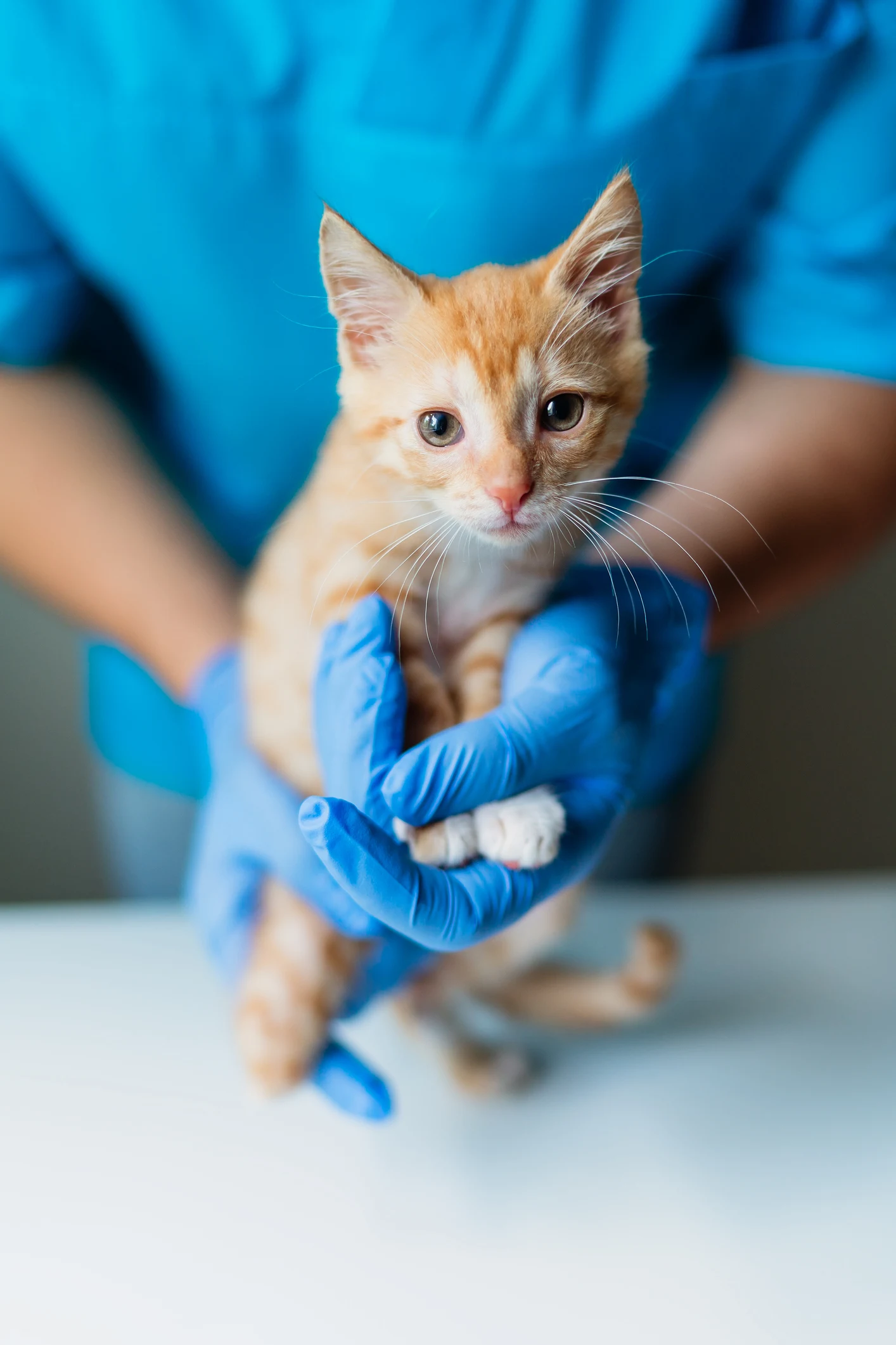 Qual é a frequência certa para levar cães e gatos ao veterinário?