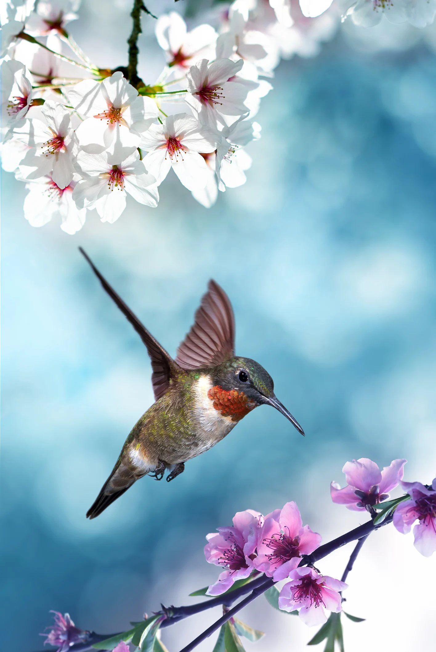 Aprende cuál es la manera correcta de utilizar un bebedero para colibríes