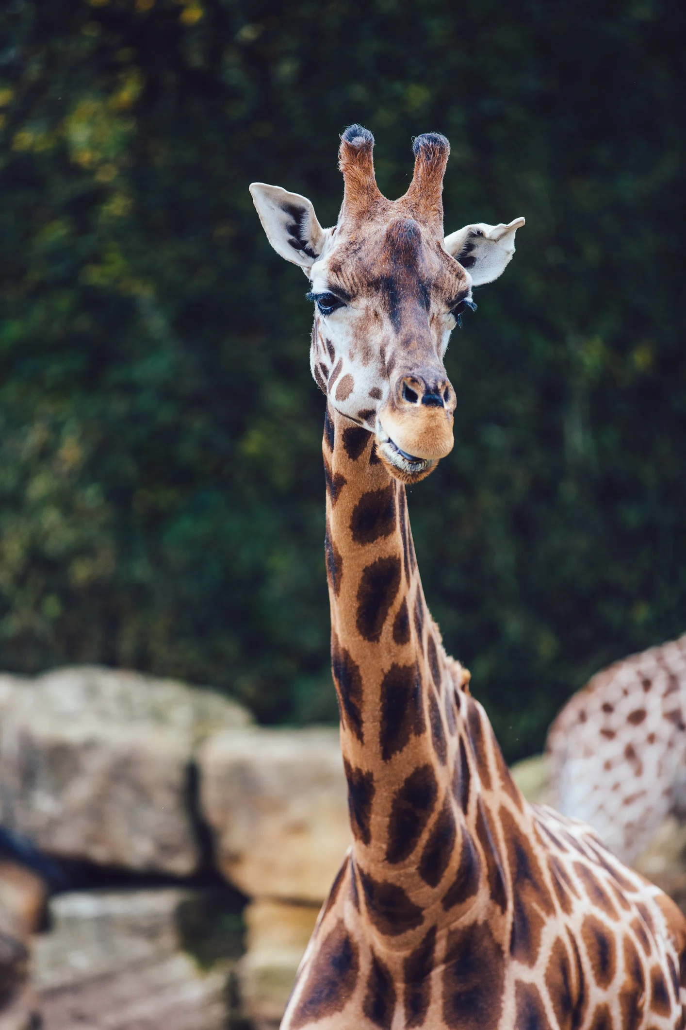 Le long cou des girafes cache en fait une féroce arme sexuelle